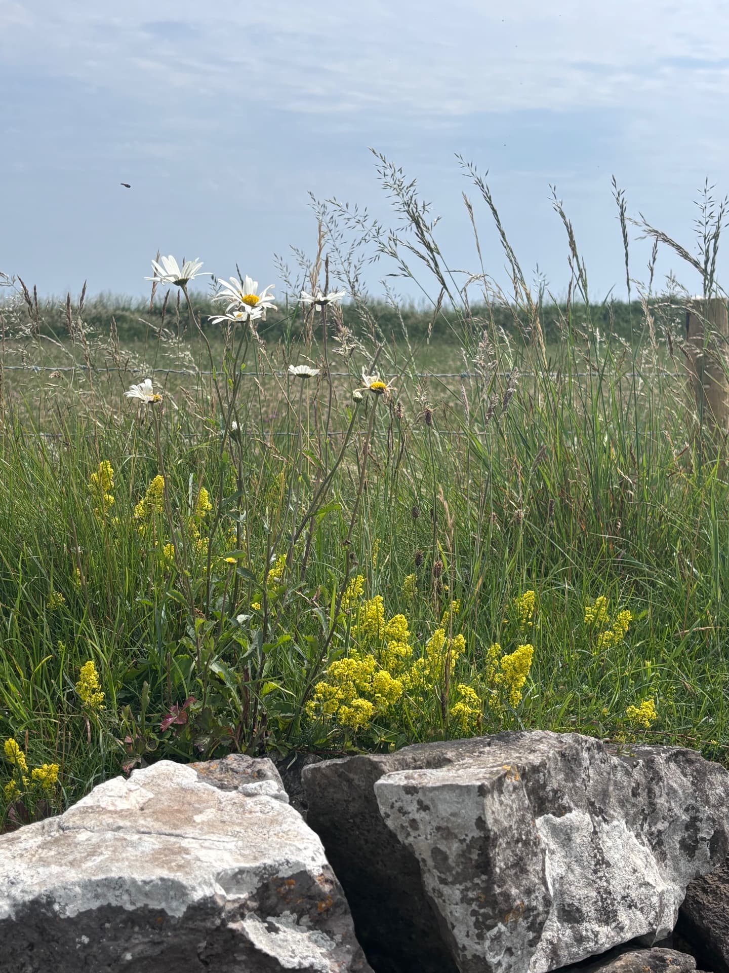 Ox-eye daisies and lady's bedstraw above a limestone wall in open meadow