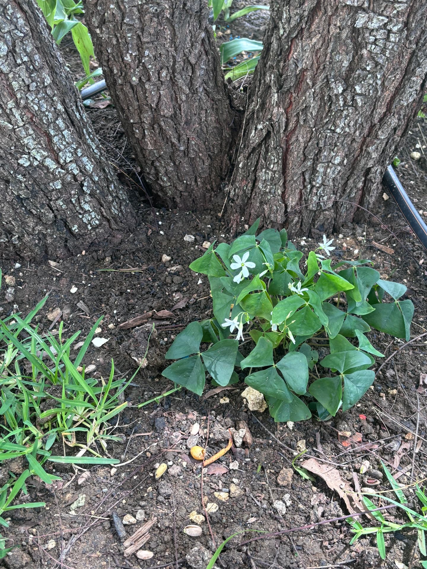 White-flowered oxalis established at the base of a multi-stem tree