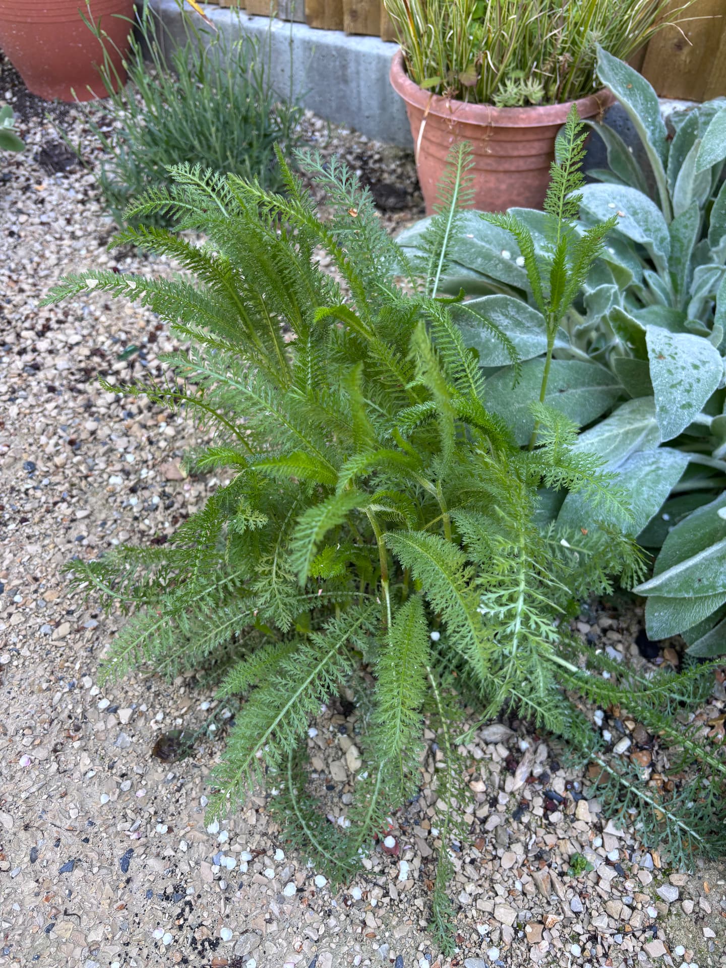 Achillea foliage beside lamb's ear in gravel at Stour Close