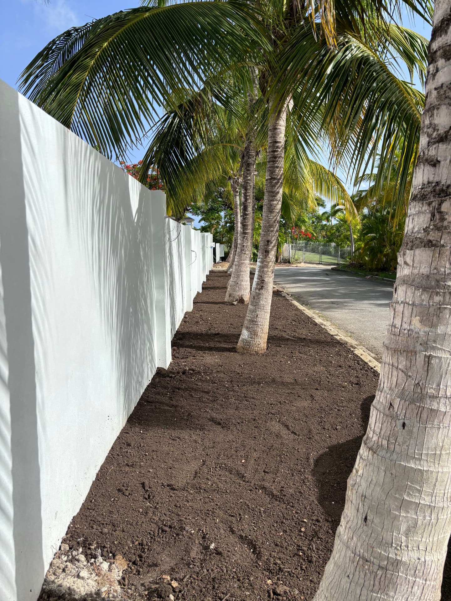 Prepared planting bed running along a white boundary wall beneath coconut palms