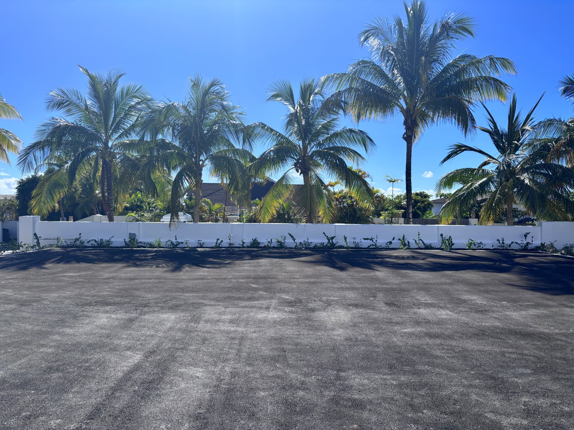 Coconut palms above a white boundary wall with young climbers planted along its base