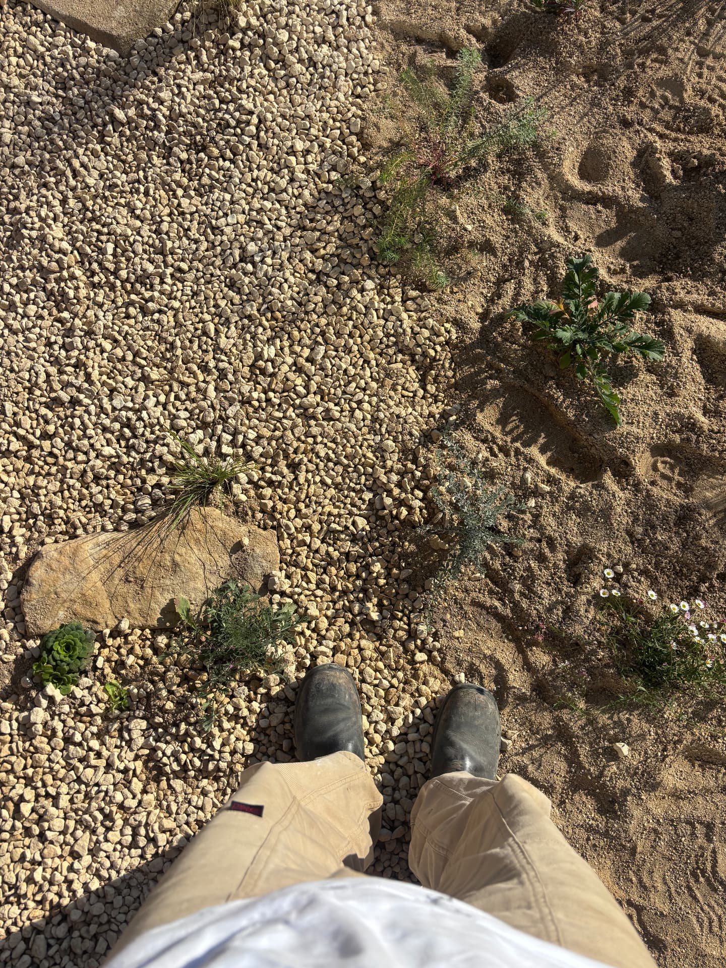 Detail looking down at the gravel and young plants underfoot at Studio Garden, Somerset
