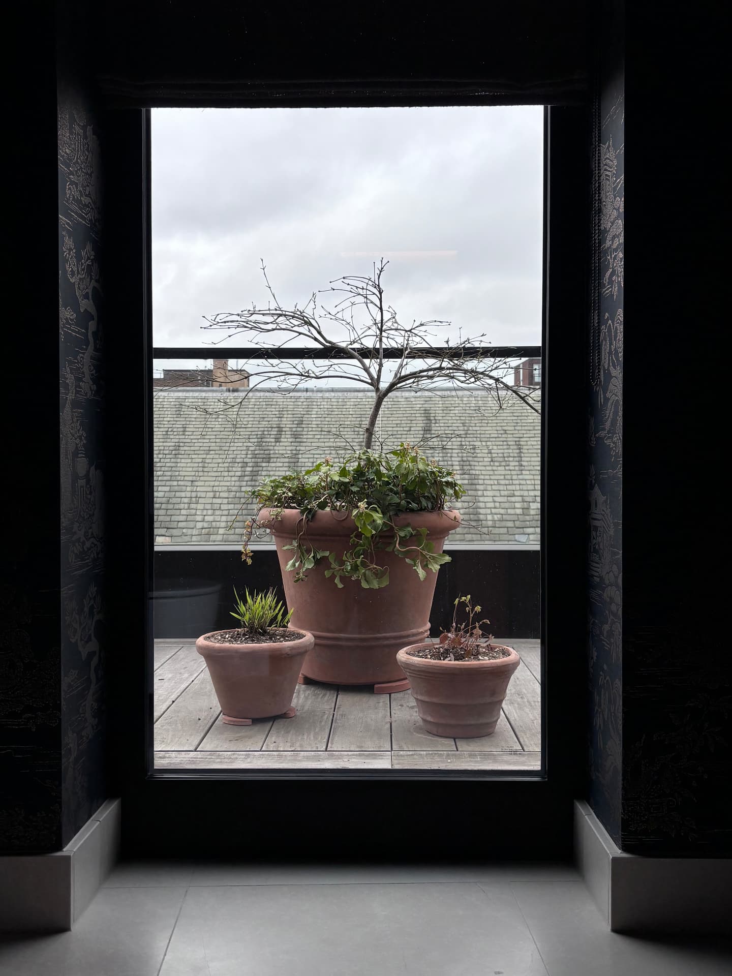 Potted tree framed by a window looking onto the terrace