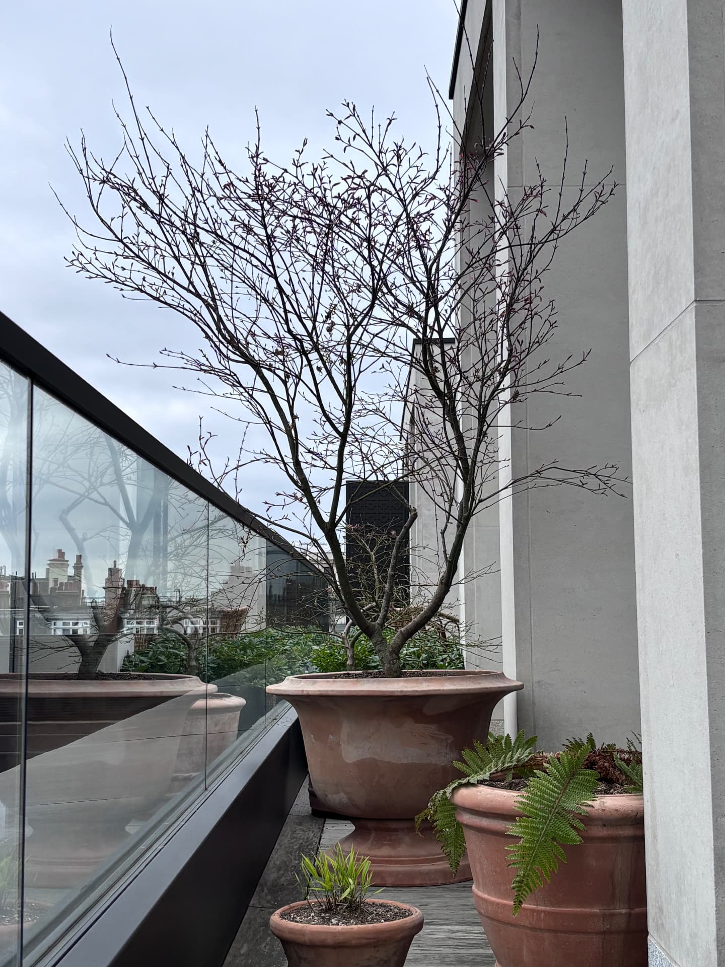 Multi-stem acer in a large terracotta pot beside the glass balustrade