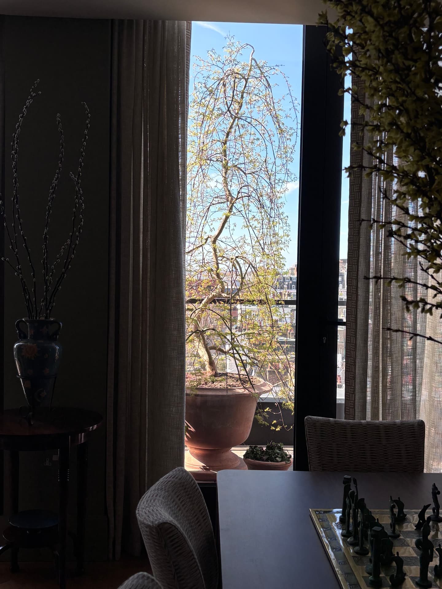 Weeping tree in a terracotta pot seen from the dining room