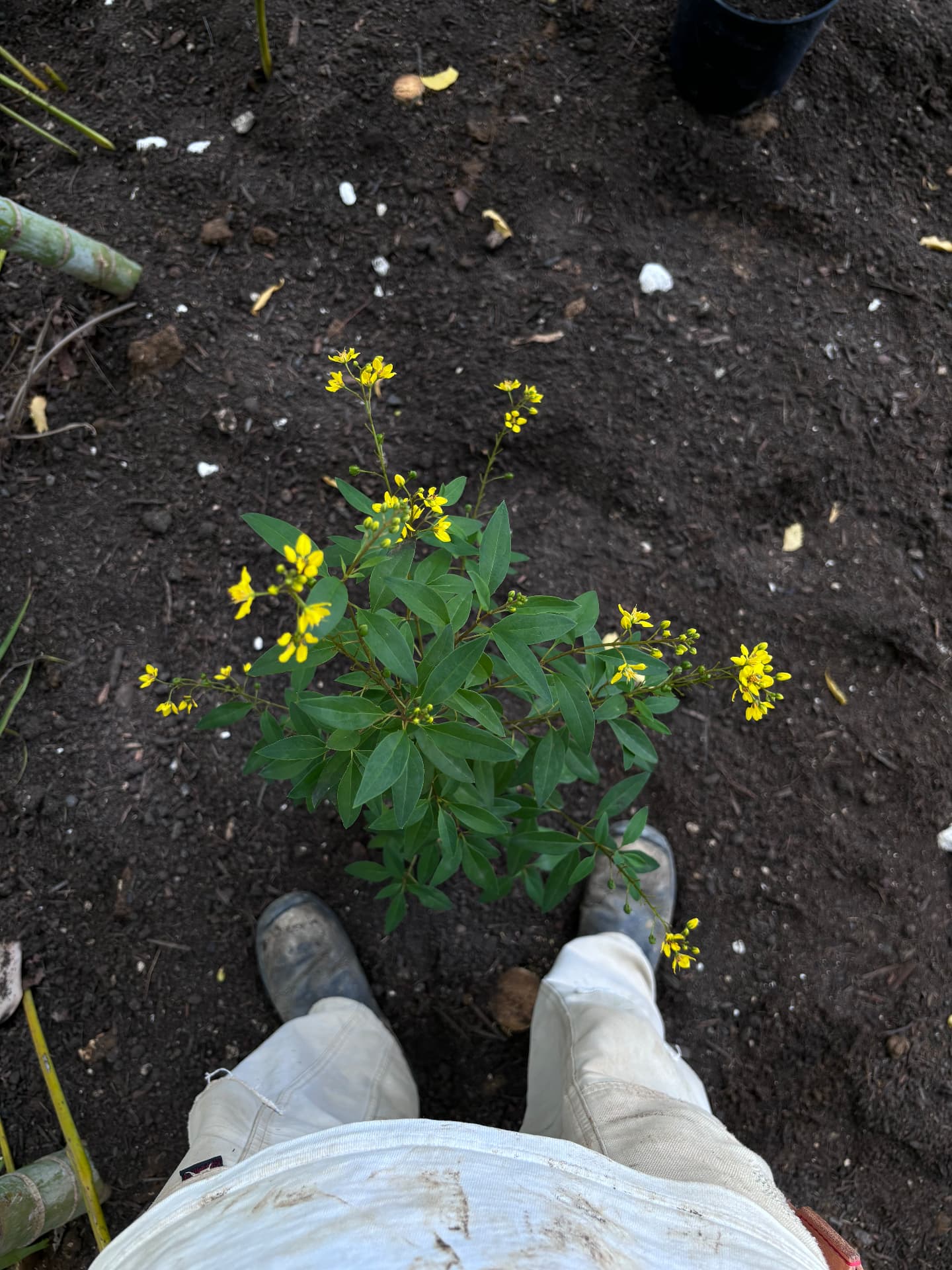 Yellow-flowering native shrub ready to be planted