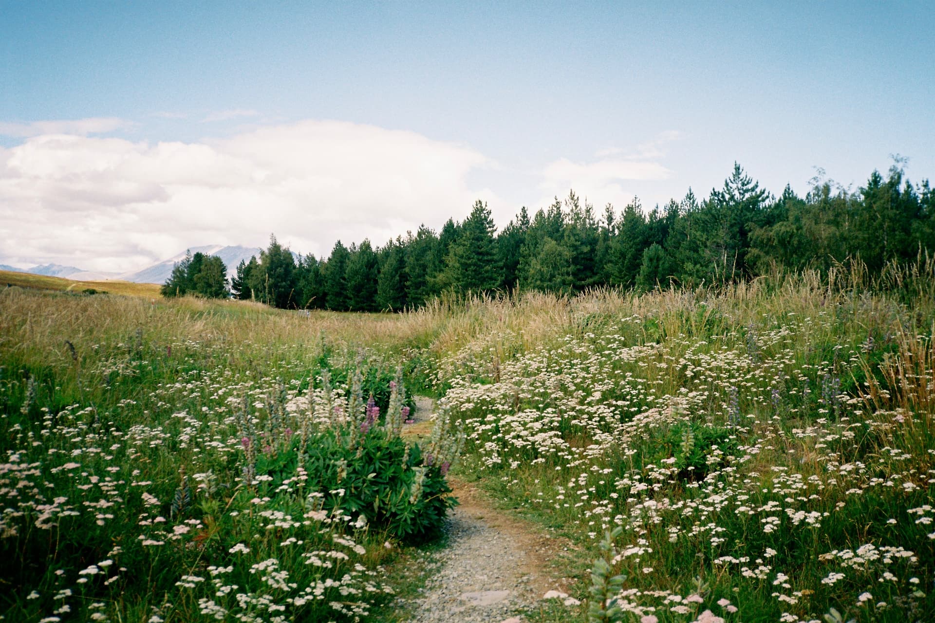 Gravel path winding through a wildflower meadow of yarrow and lupins towards pines