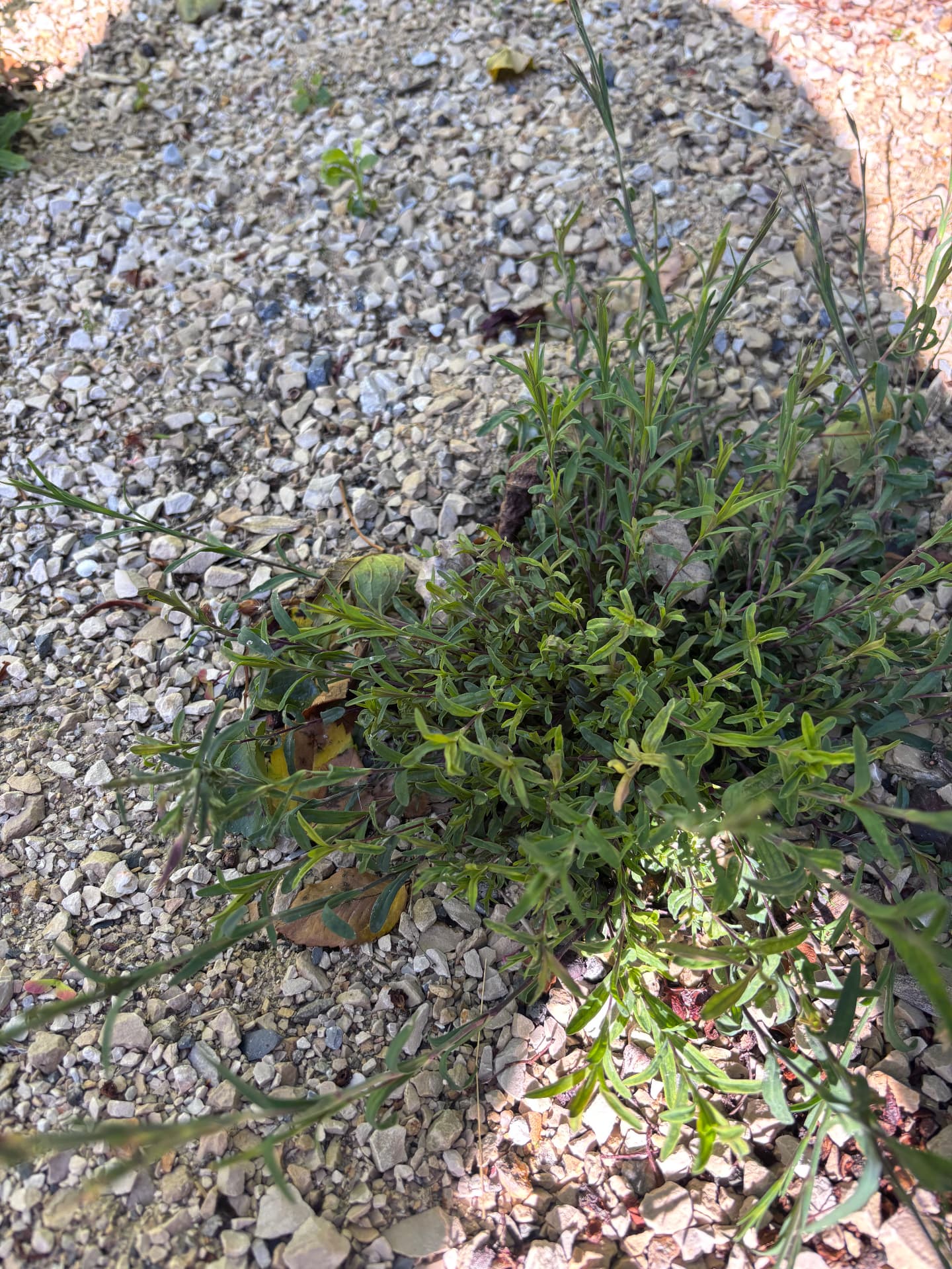 Low planting knitting into the gravel at Stour Close