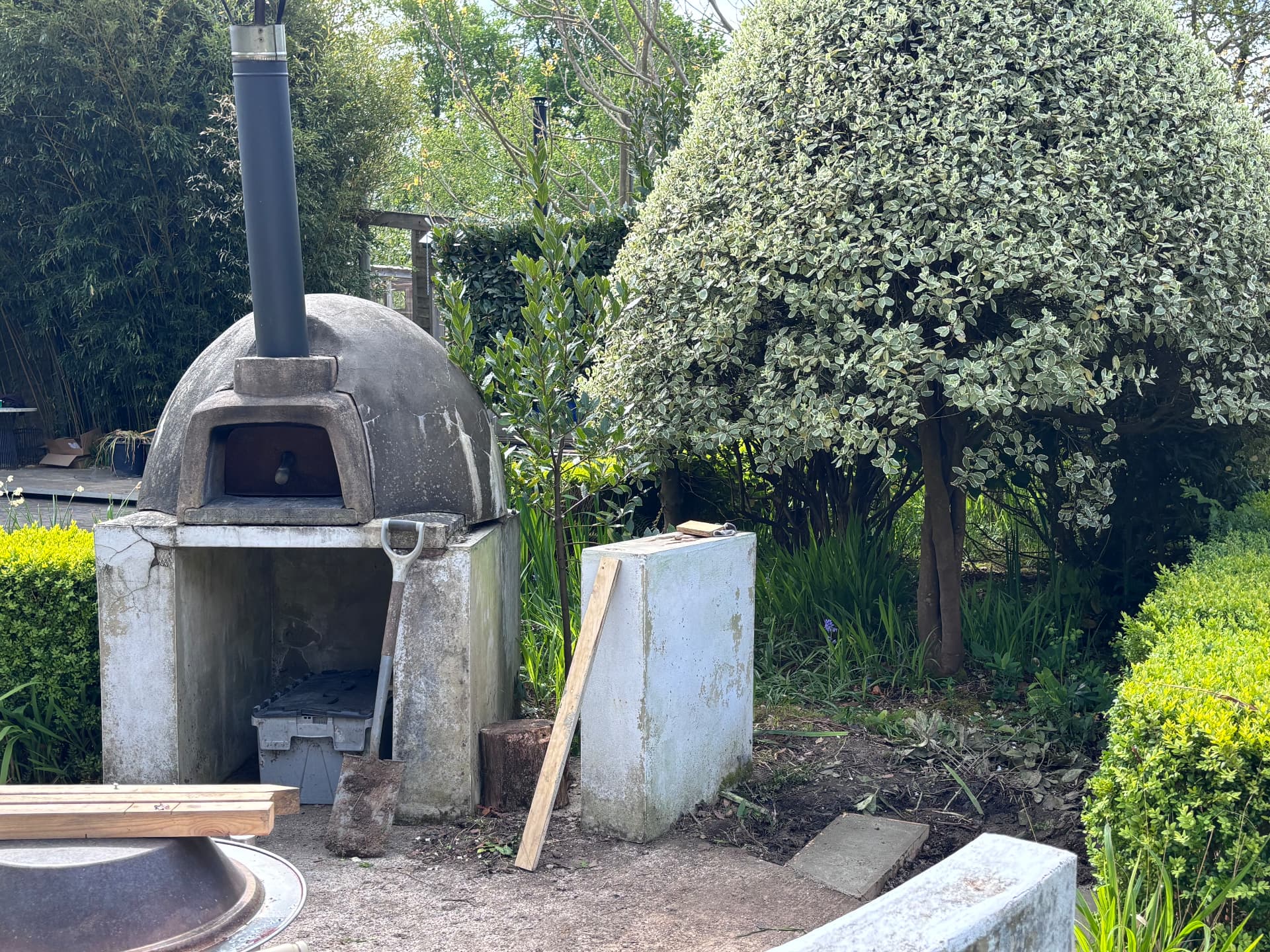 Existing pizza oven and clipped evergreens before the outdoor kitchen build