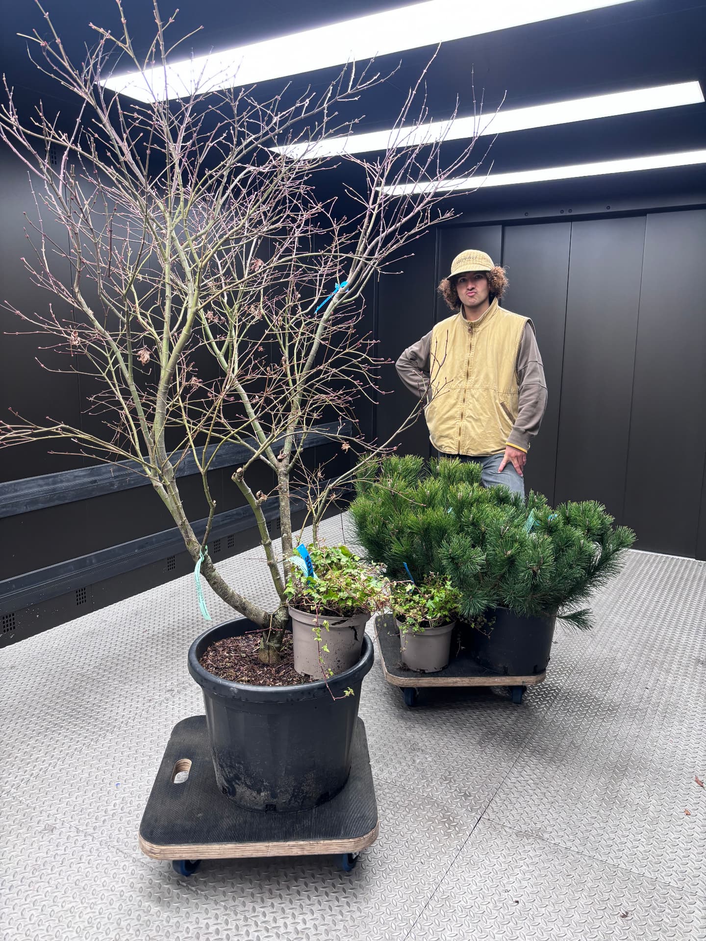 Japanese maple and pine waiting in a service lift before rooftop planting