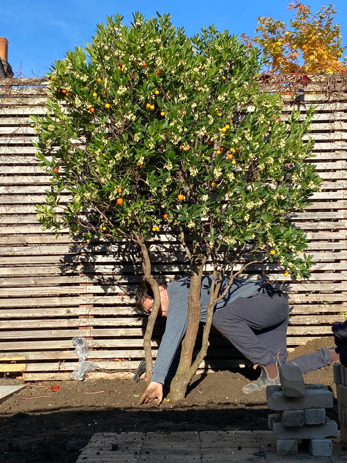 Planting a multi-stem strawberry tree in fruit against a slatted cedar fence