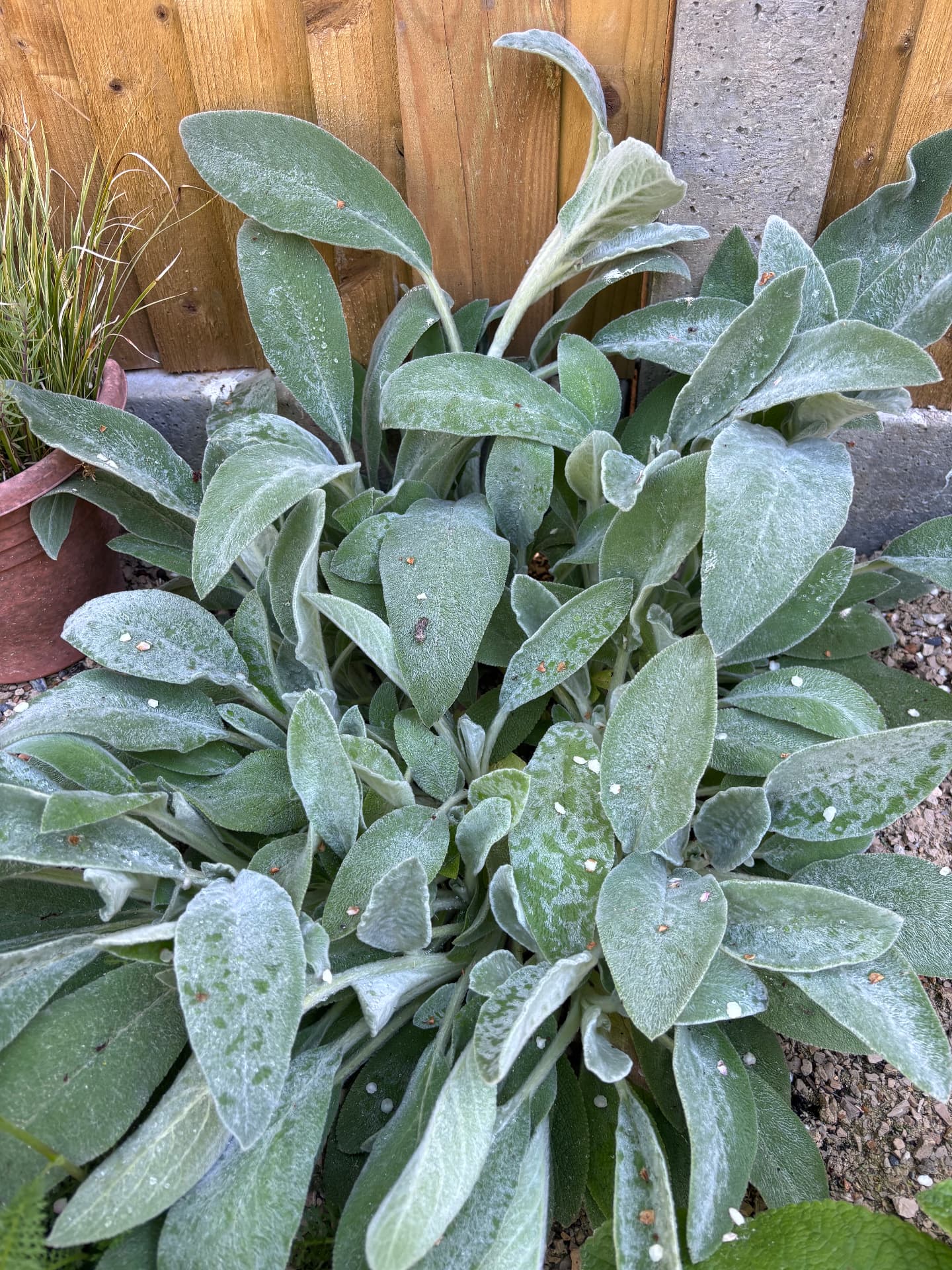Lamb's ear spreading against the fence at Stour Close