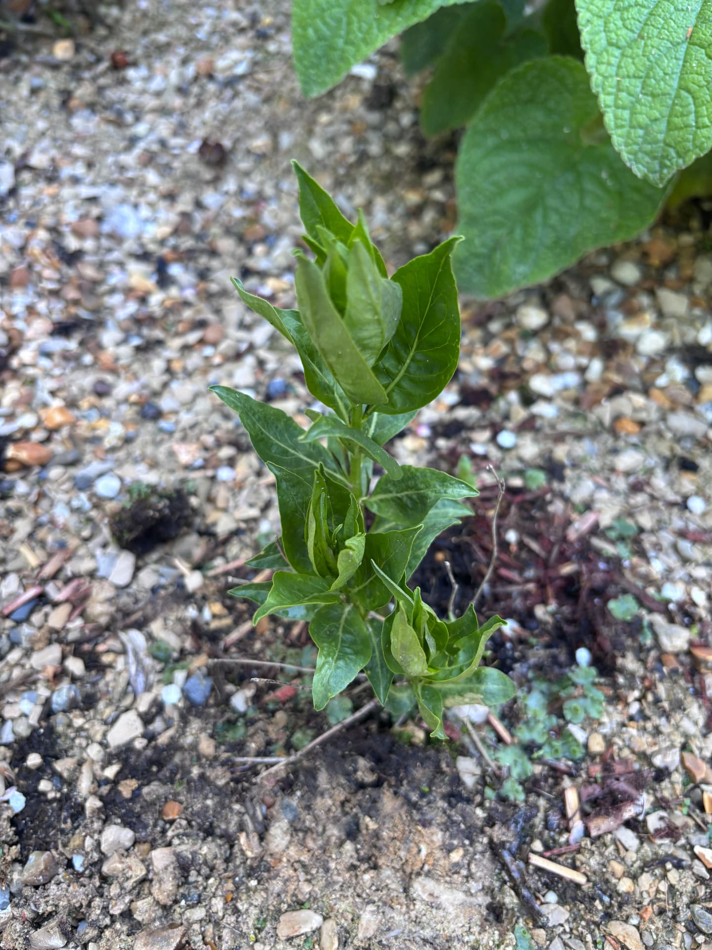 Young perennial establishing in gravel at Stour Close