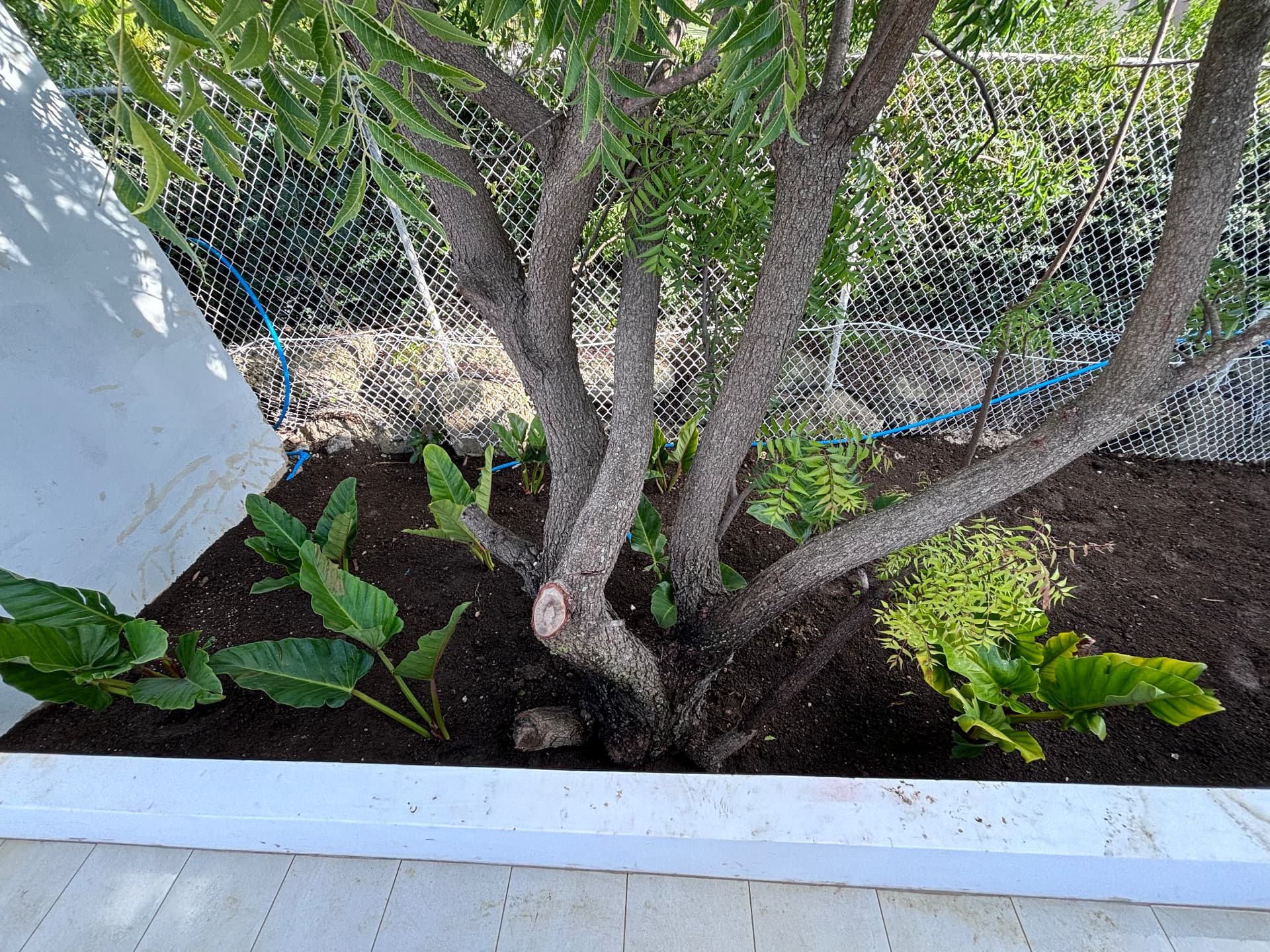 Multi-stem neem underplanted with philodendron in a raised bed