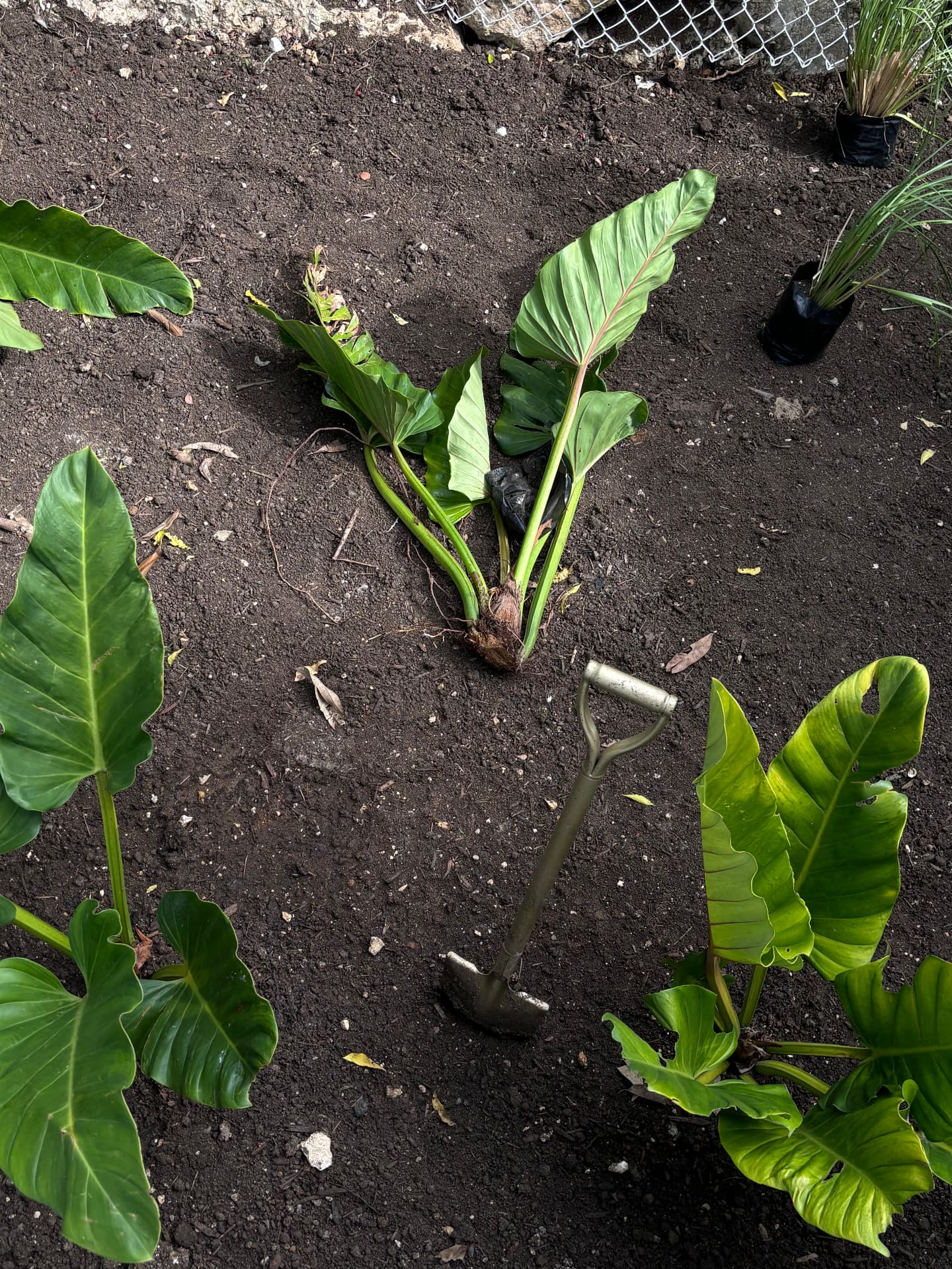 Philodendrons set out on freshly worked soil before planting