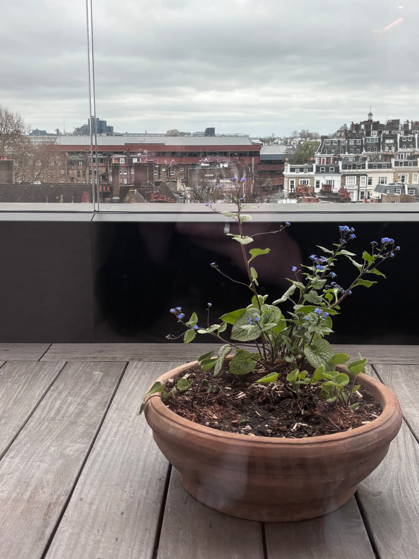 Terracotta bowl of Brunnera in flower against a London rooftop view