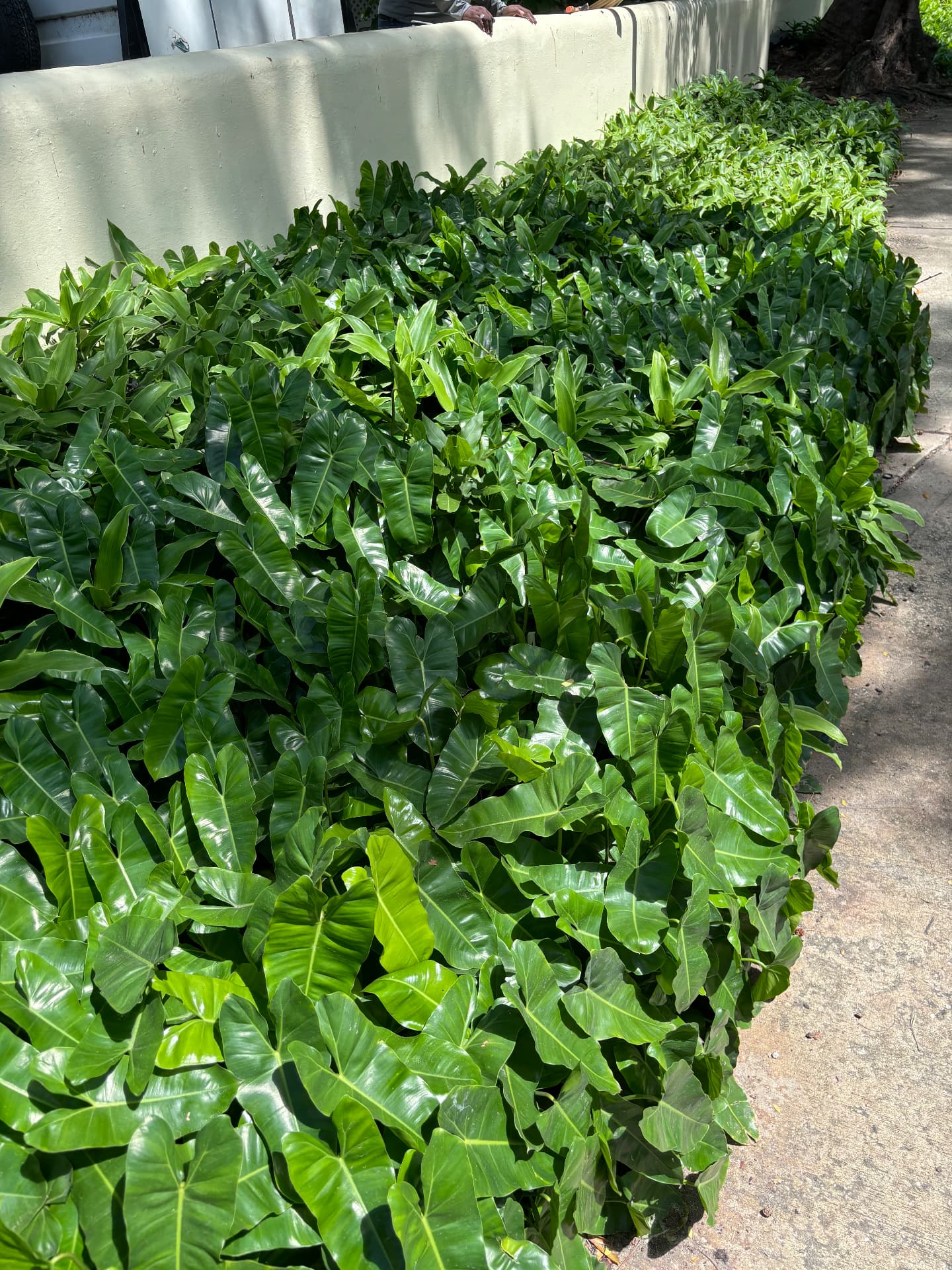 Dense philodendron groundcover filling a bed along a rendered wall