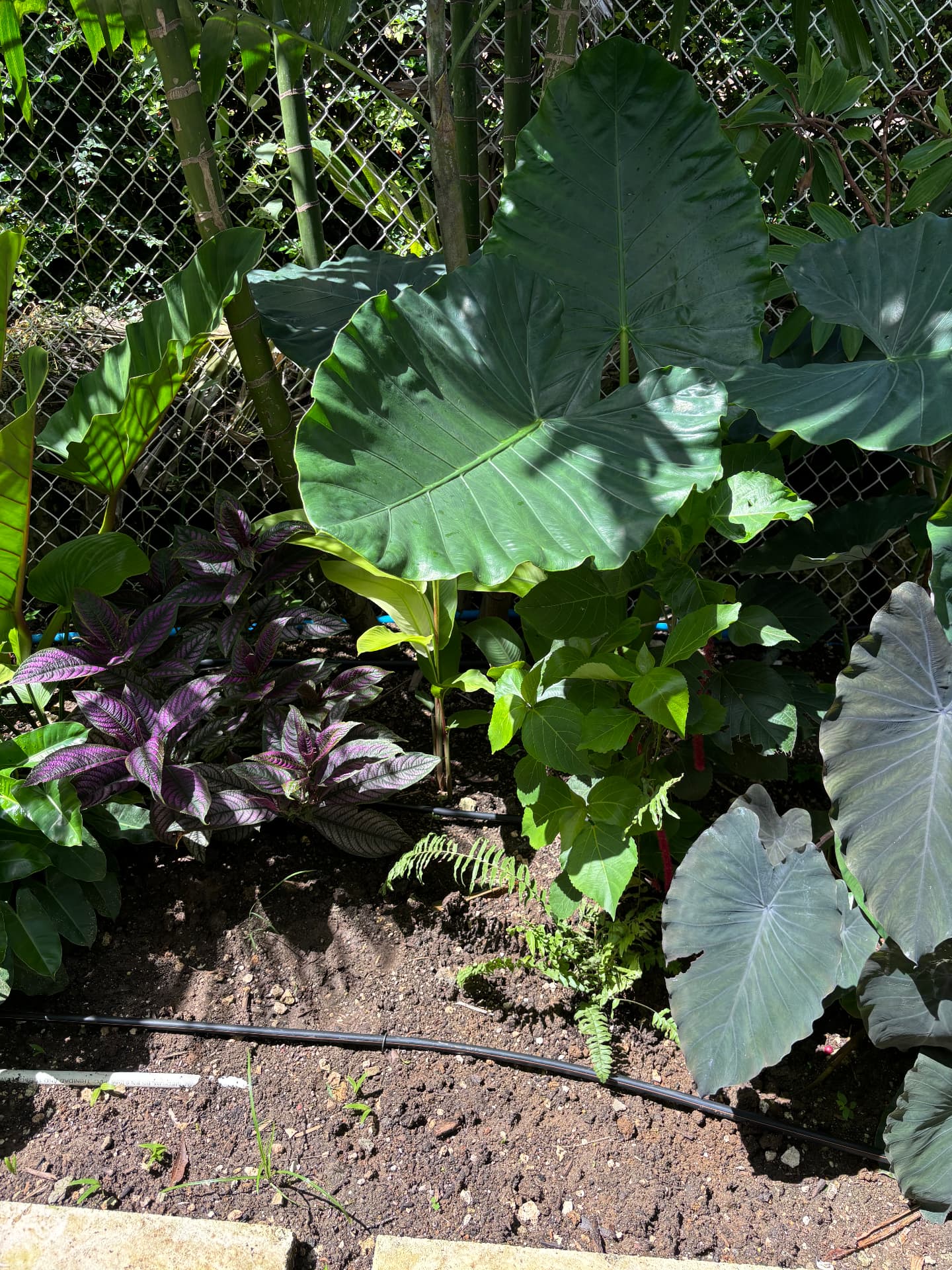 Layered tropical planting of alocasia, Persian shield and ferns