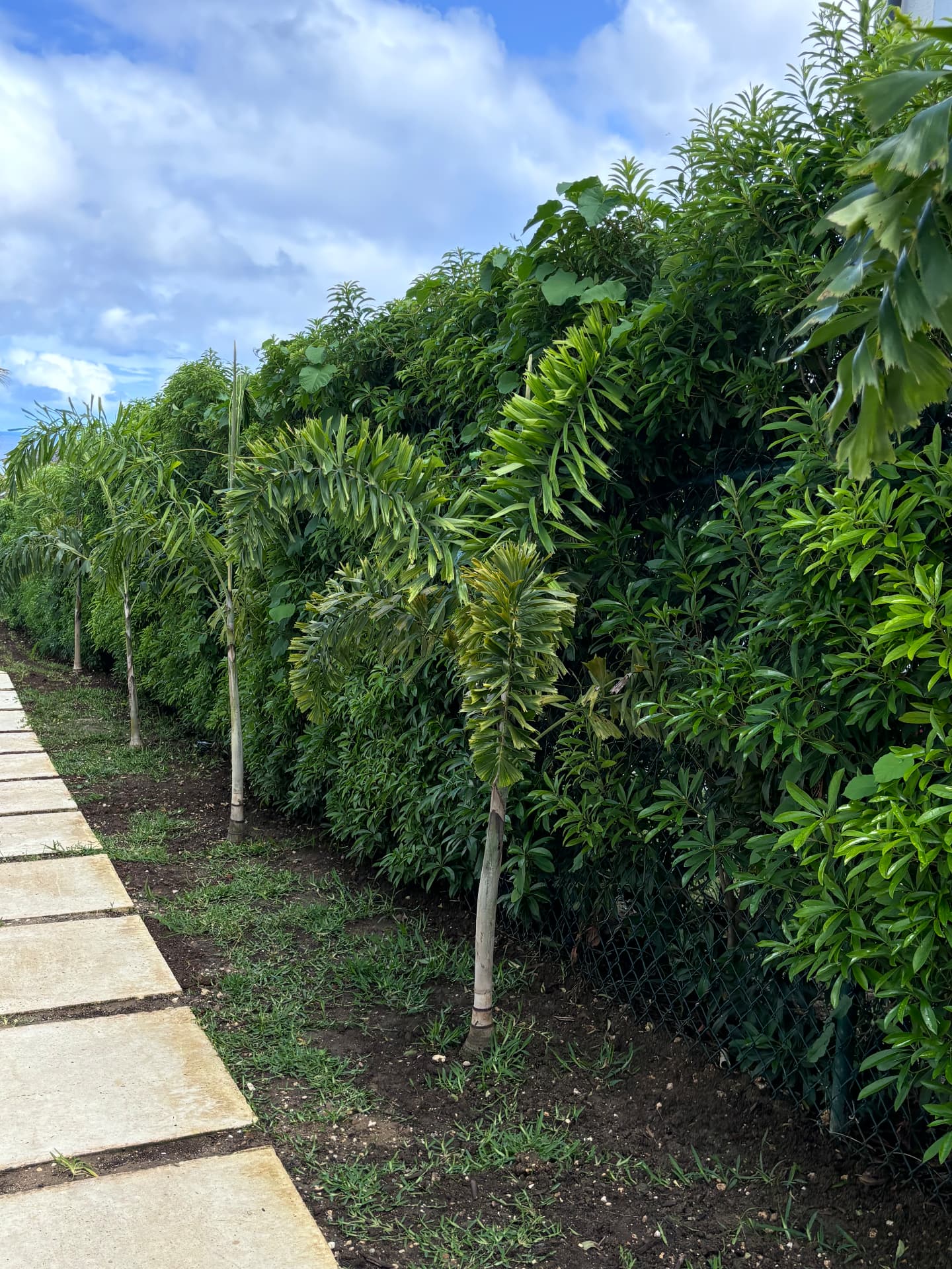Established boundary hedge and palms along the coral stone path