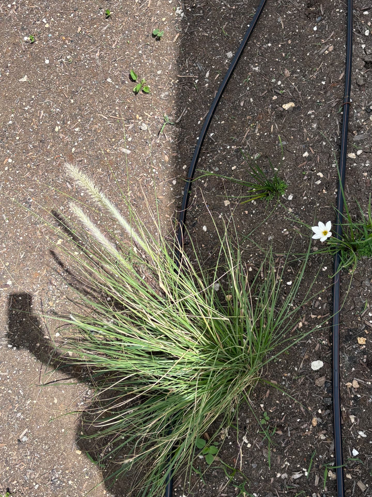 Fountain grass and rain lily establishing along a drip line