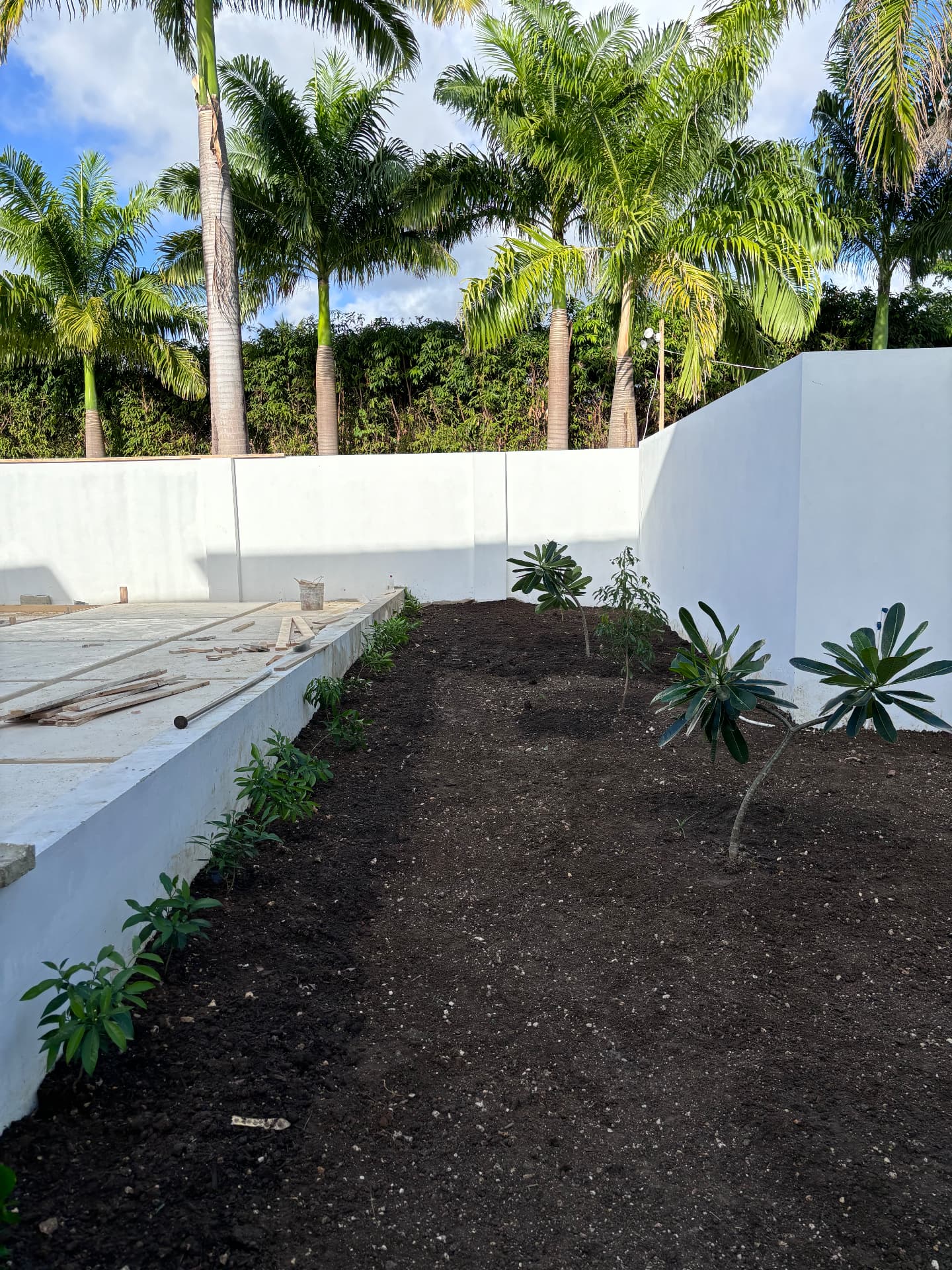 Newly planted frangipani and shrubs in a white-walled Barbados garden