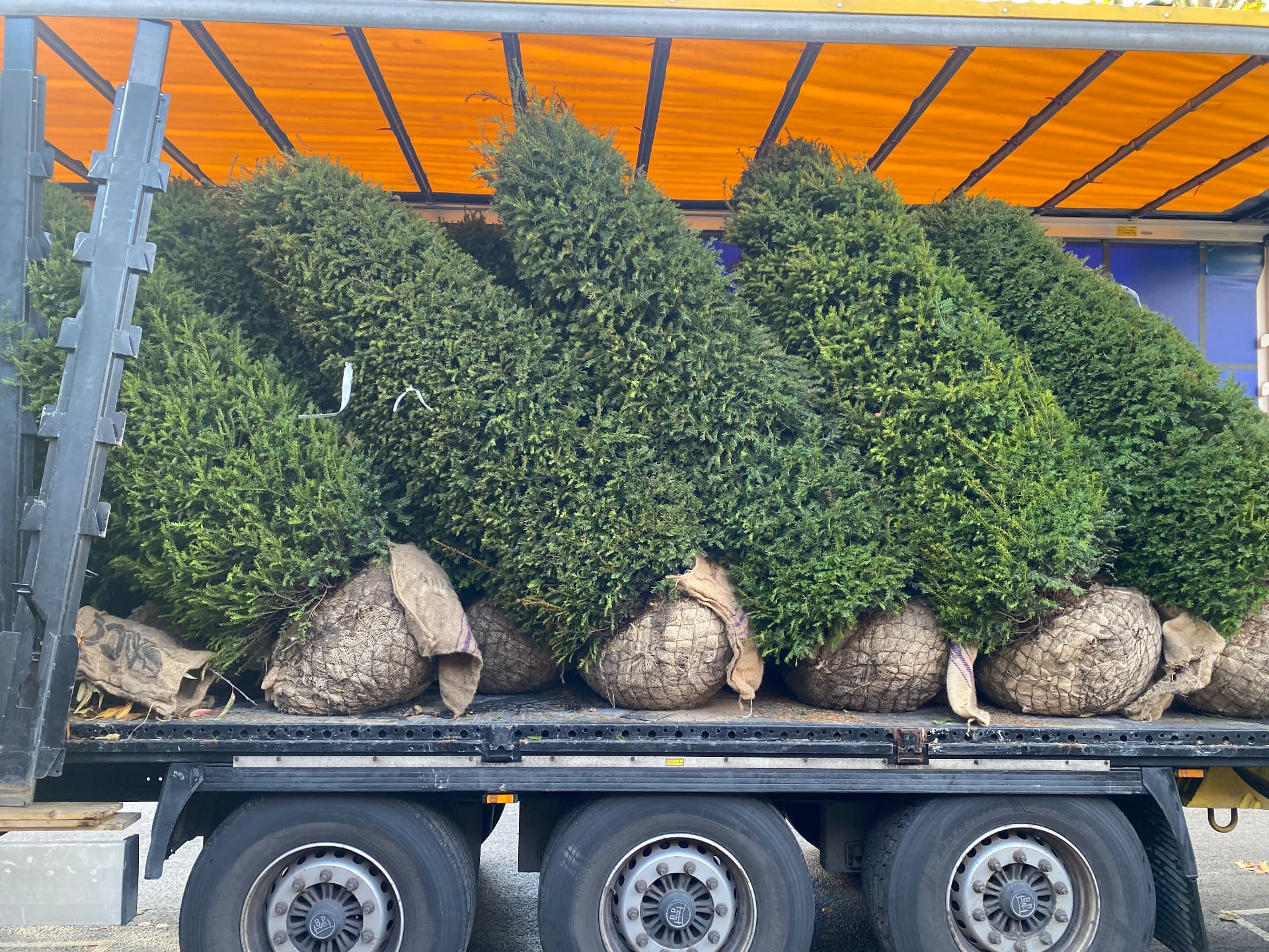 Rootballed yew trees loaded onto a lorry ready for delivery