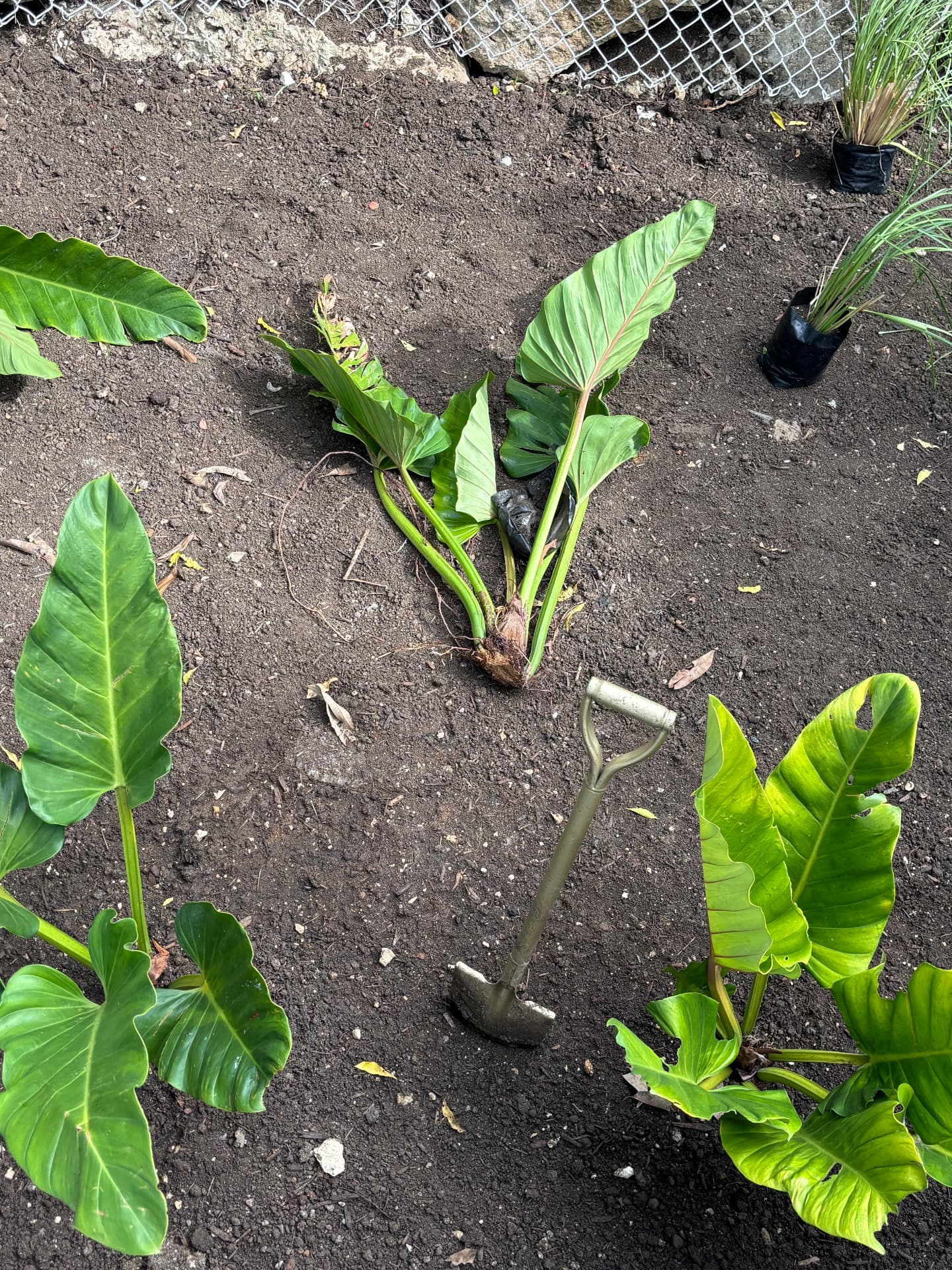 Philodendron laid out ready for planting in dark tropical soil