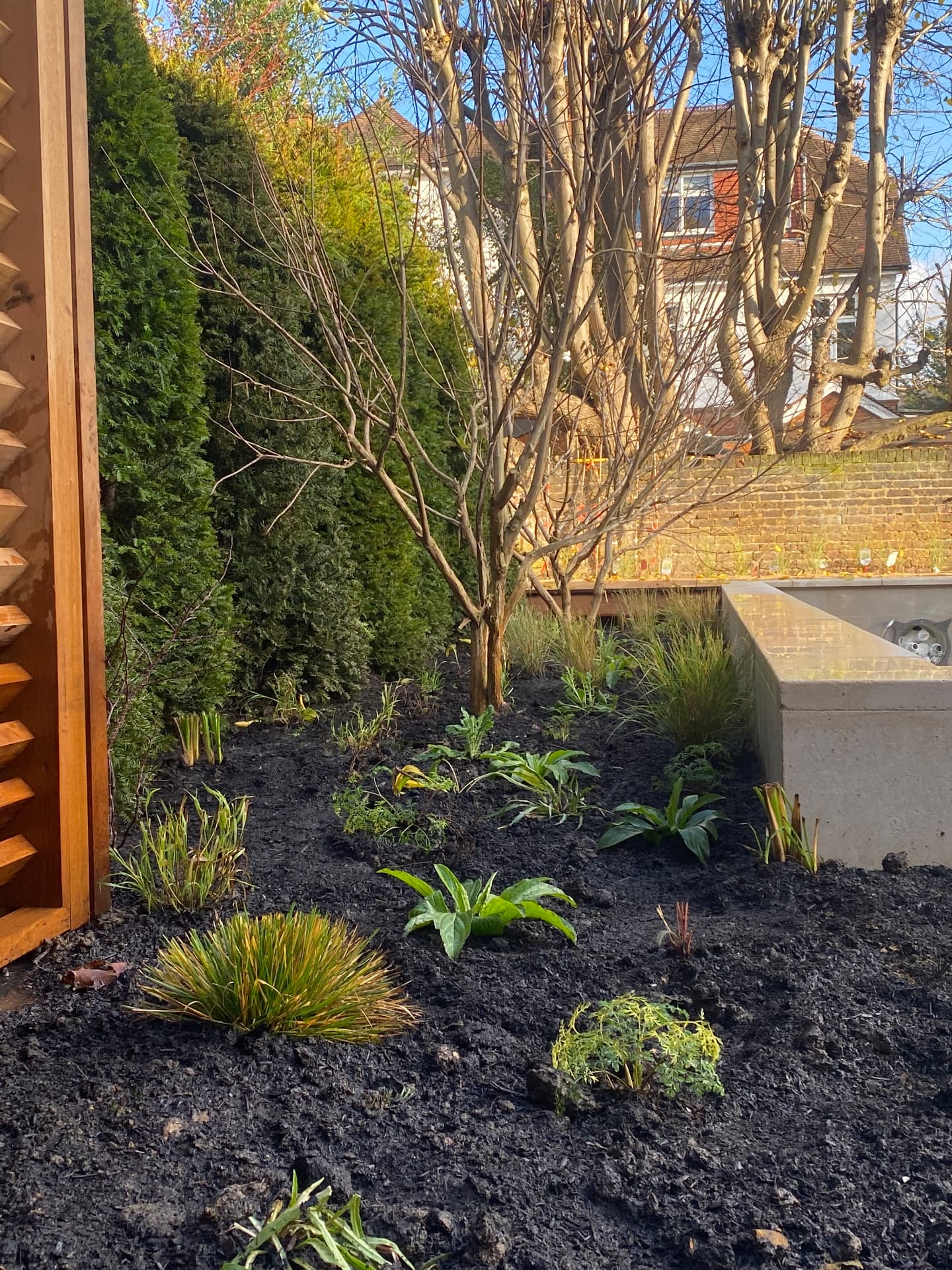 Newly planted shade border of grasses and perennials beneath a multi-stem tree
