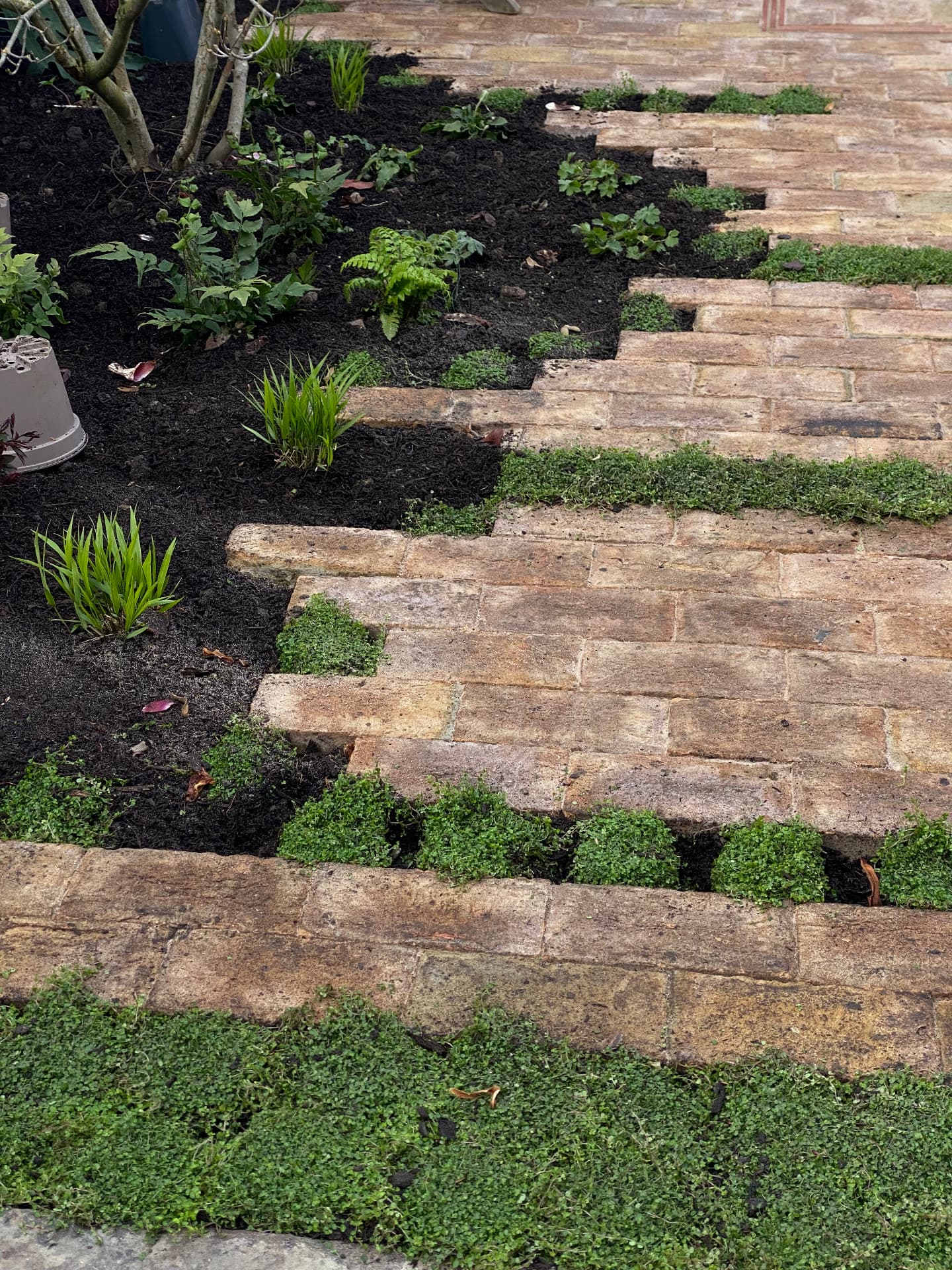 Stepped brick paving with mind-your-own-business joints beside a newly planted shade bed