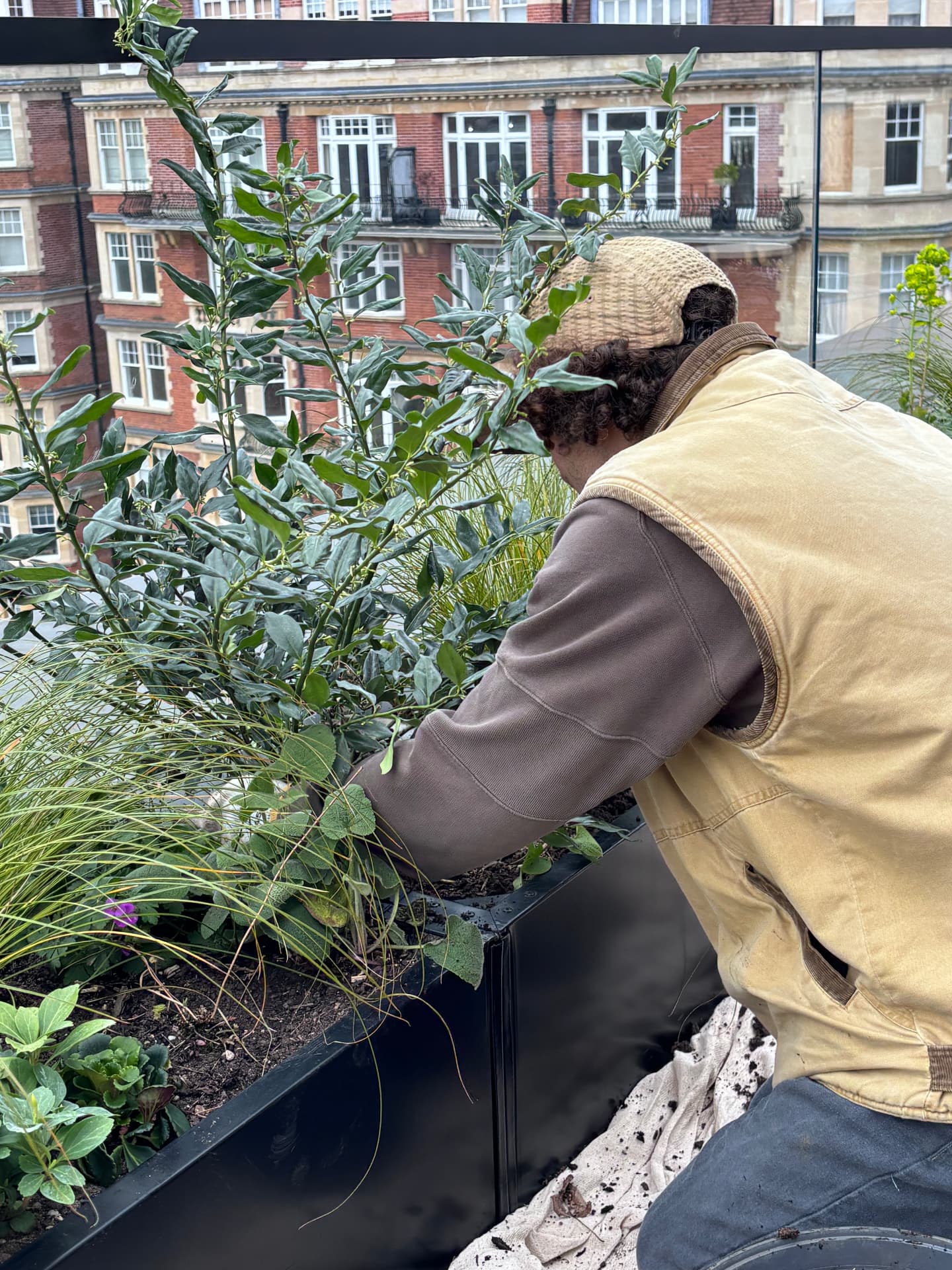 Hand-planting a rooftop trough with grasses, sage and evergreen shrubs