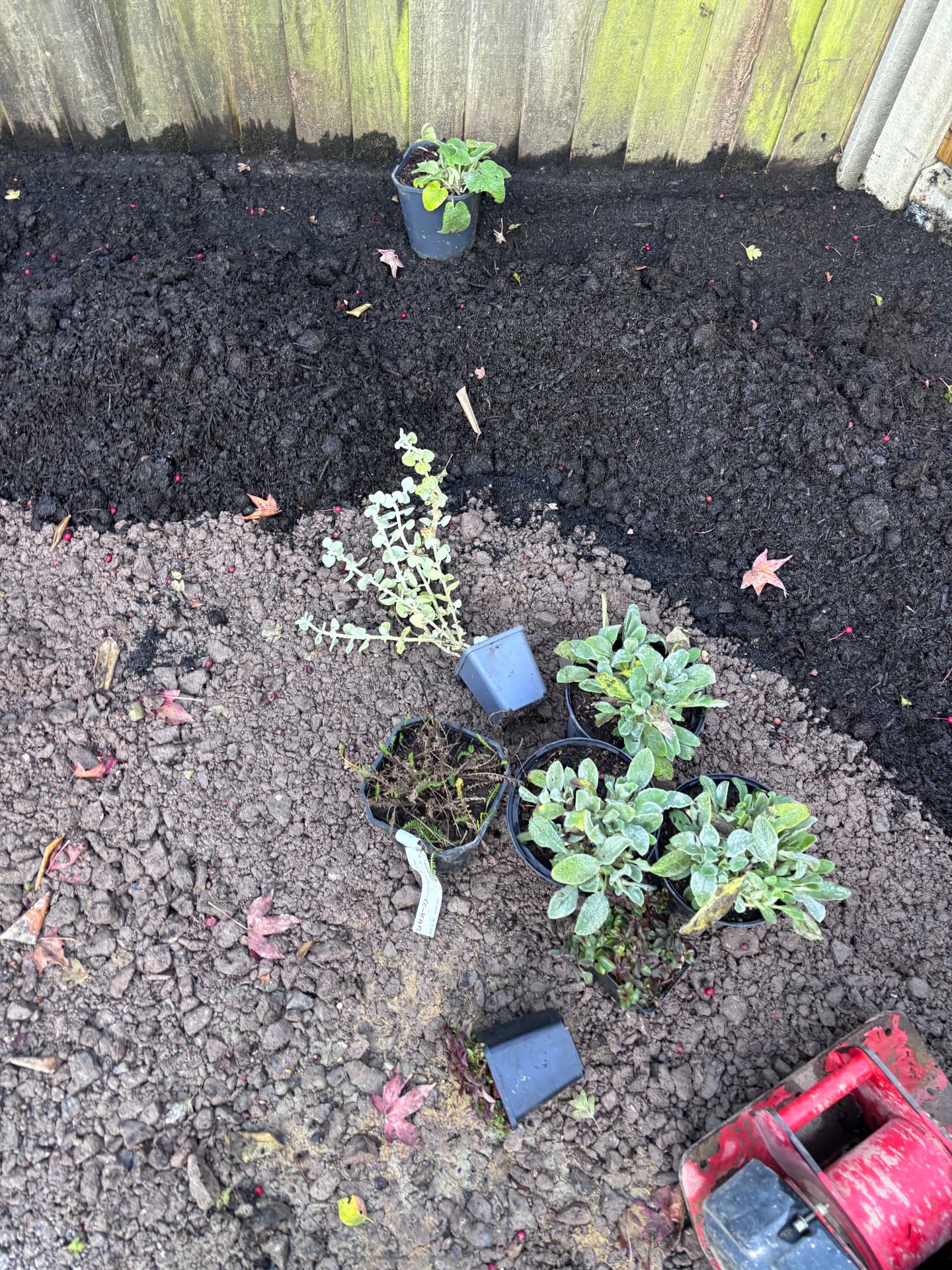 Stachys and helichrysum in pots set out across freshly spread compost and grit