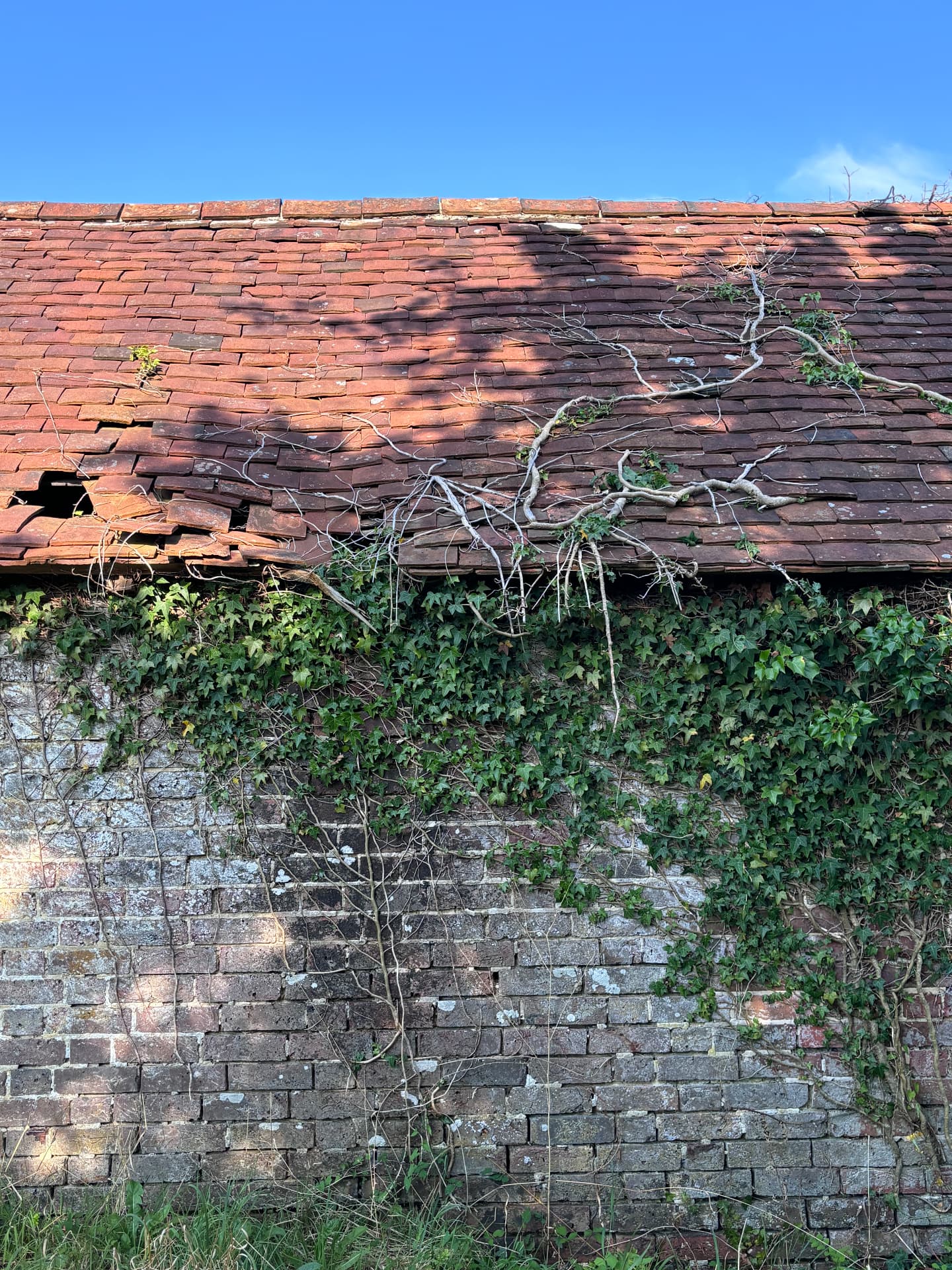 Ivy-clad brick wall and weathered clay tile roof of an old barn