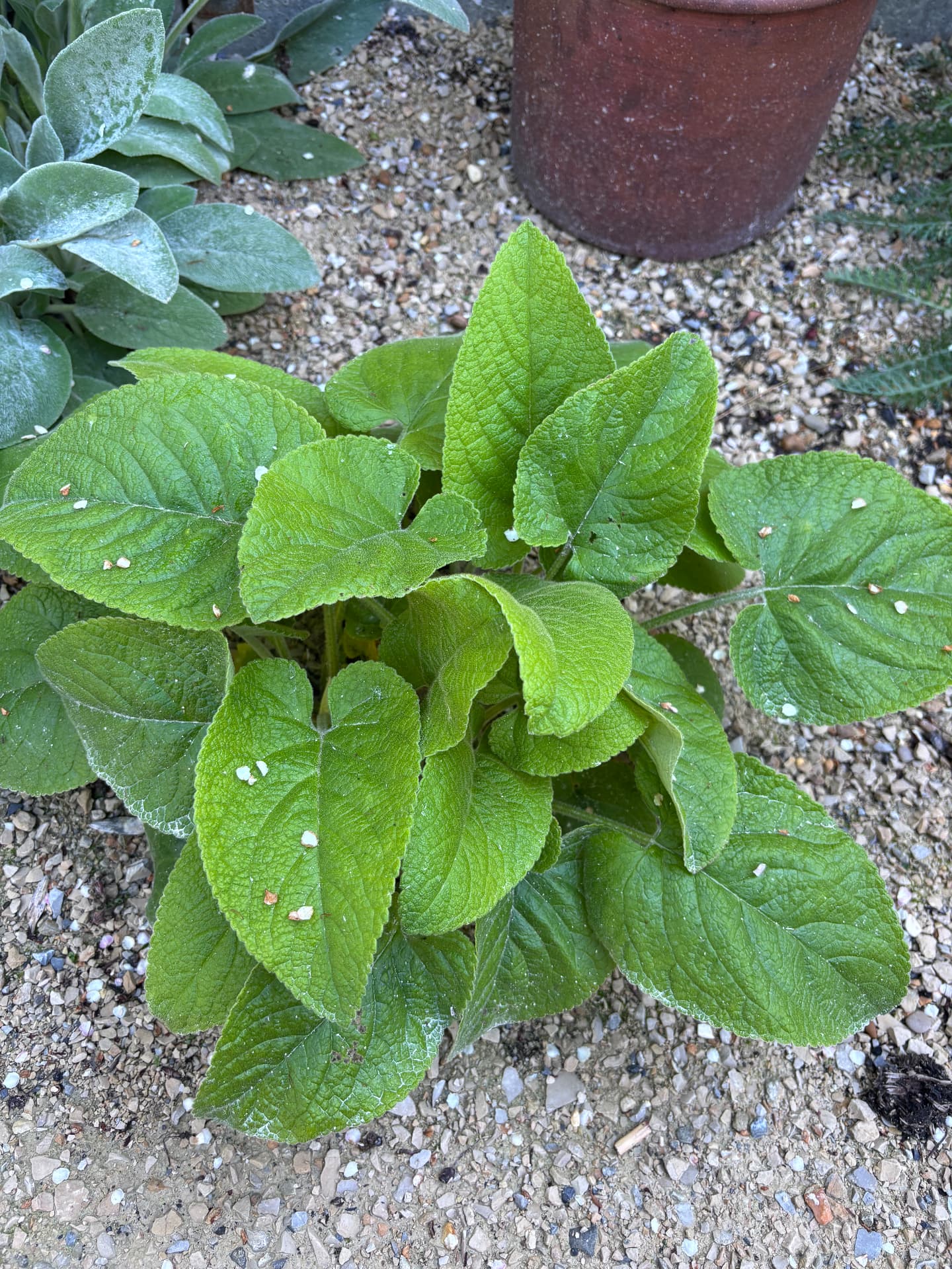Broad-leaved perennial in gravel planting at Stour Close
