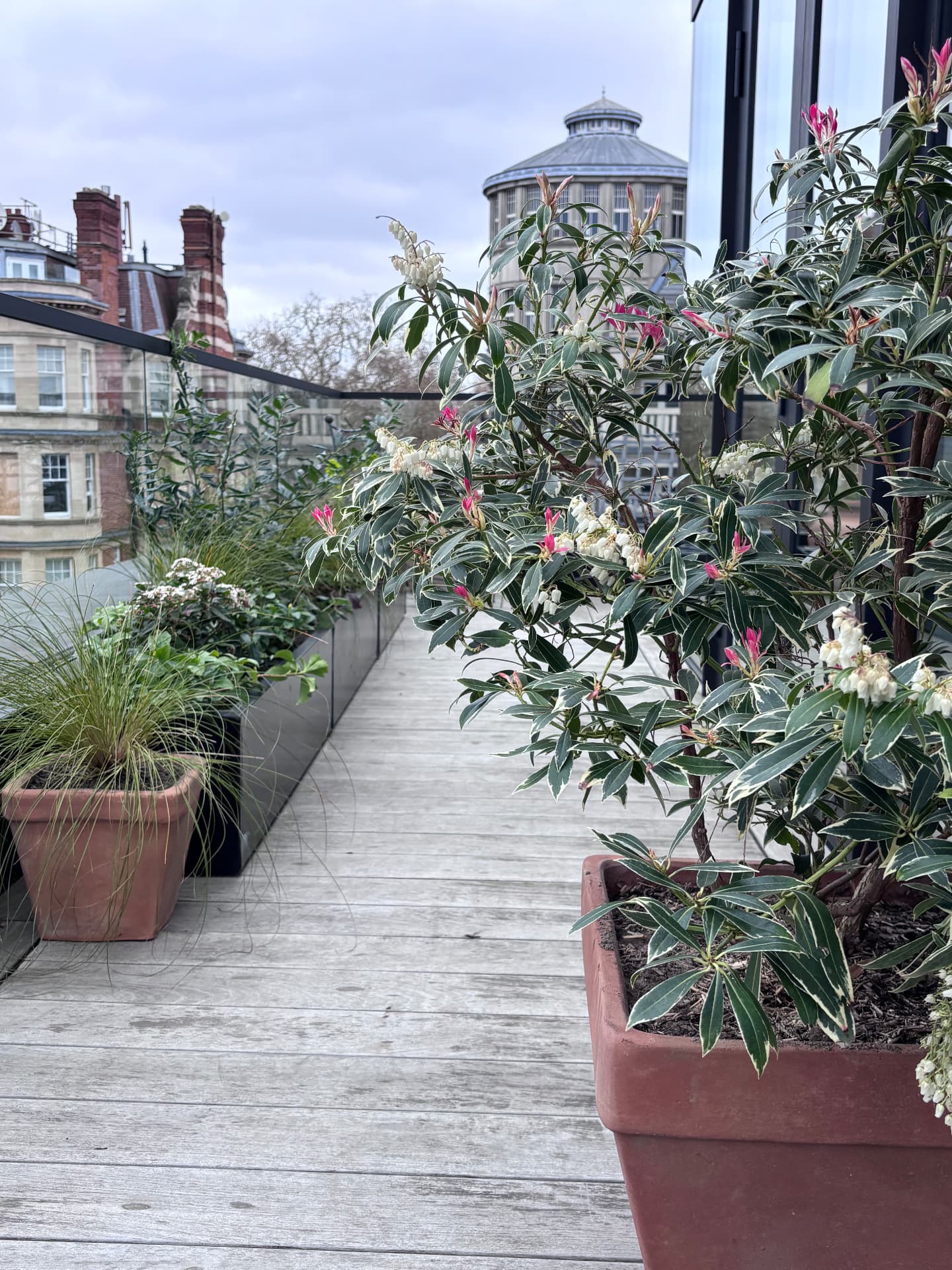 Terrace walkway lined with variegated pieris in flower and terracotta pots