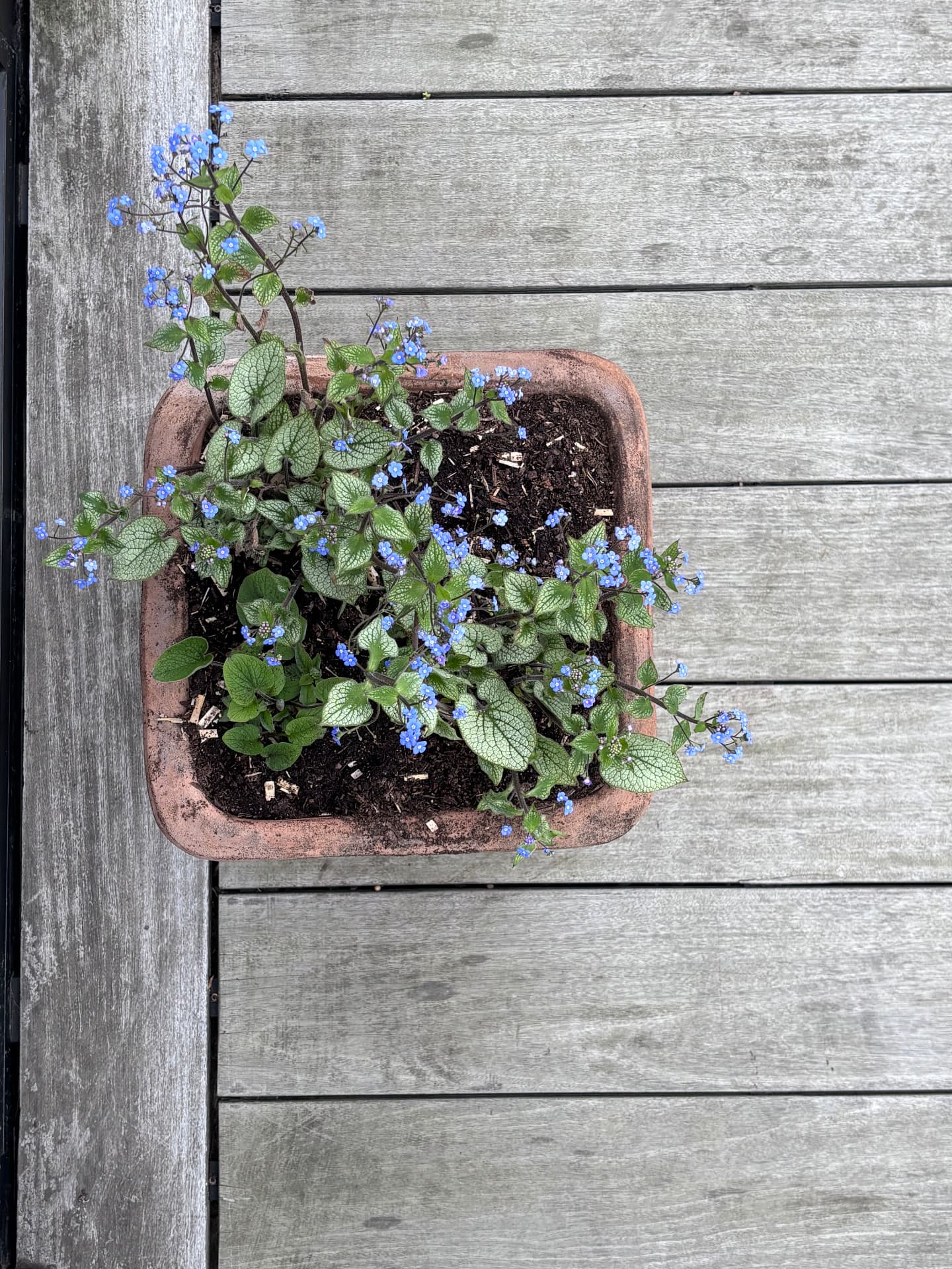 Brunnera in flower in a square terracotta trough on weathered decking