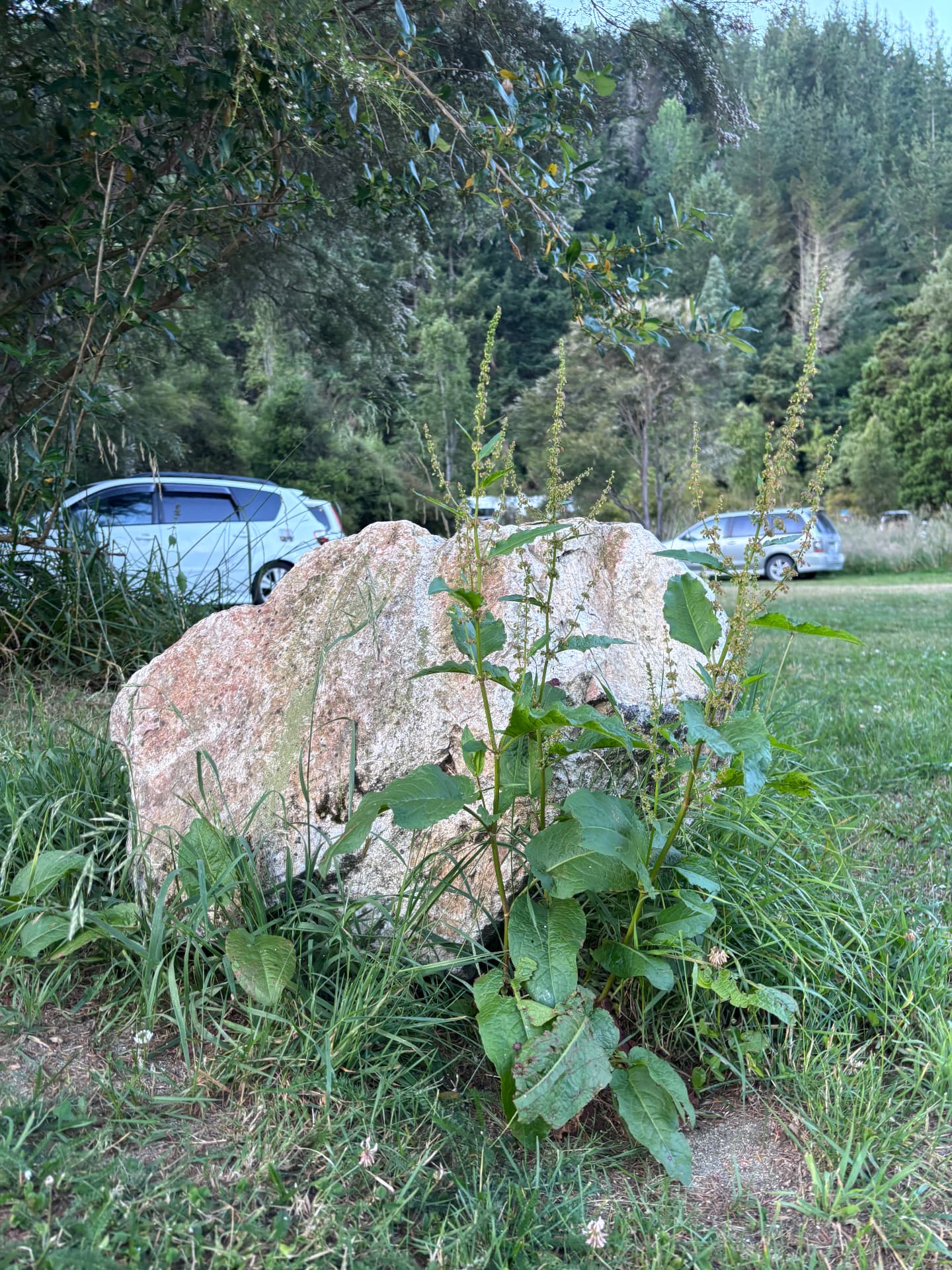 Granite boulder half-buried in rough grass and dock leaves at a woodland edge