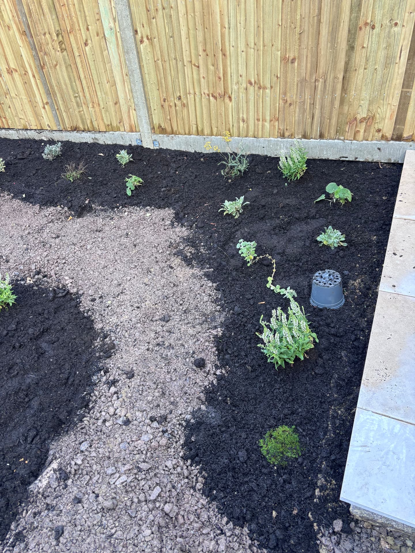 New border of lavender, achillea and veronica planted along a fresh fence line