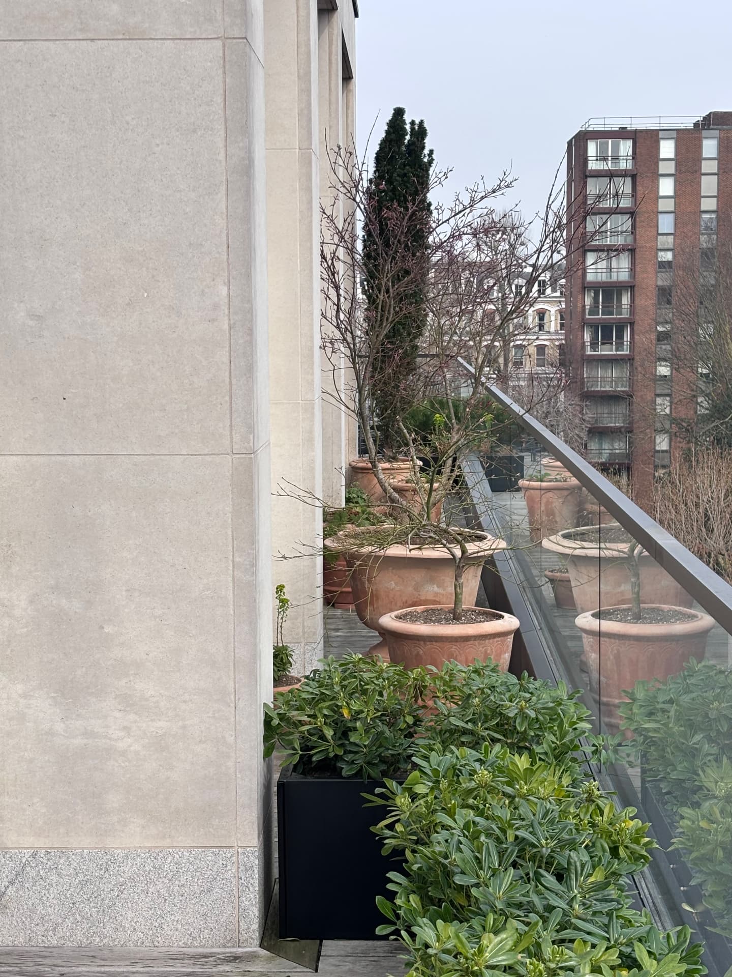 Row of terracotta pots with young trees along a Kensington roof terrace