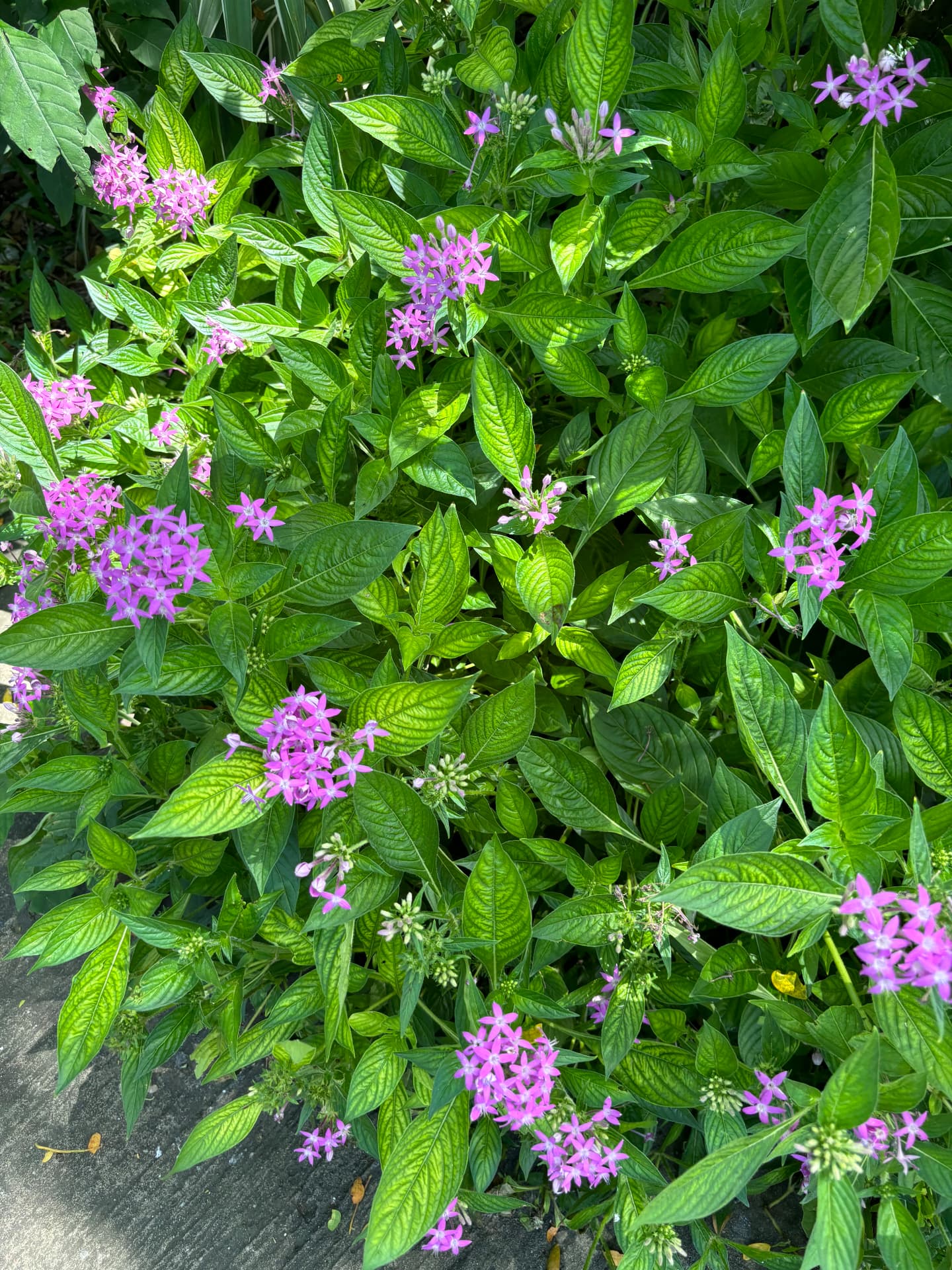 Purple pentas in full flower spilling over a paved edge