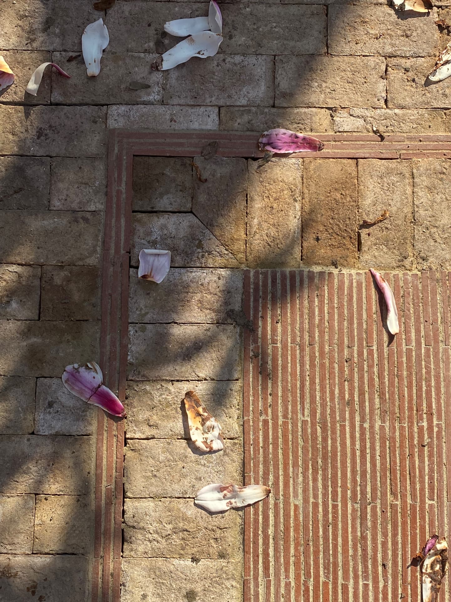 Magnolia petals fallen across stone paving and a fine red brick inlay