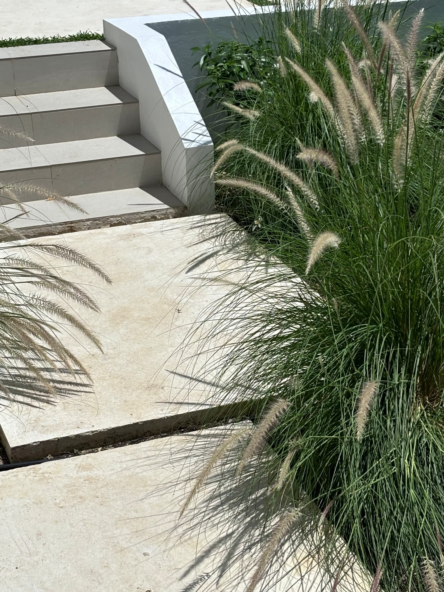 Fountain grass in flower beside pale stone steps and paving