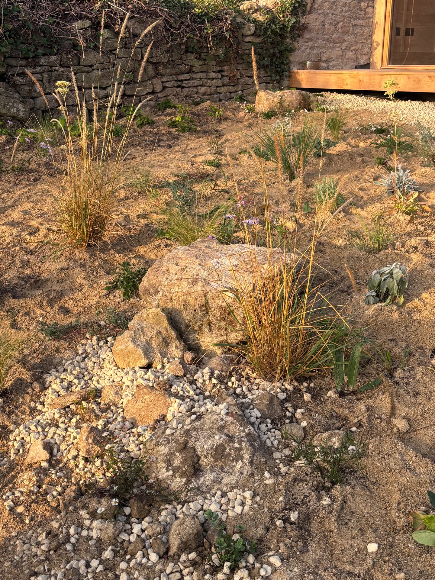 Grasses, limestone boulders and newly planted gravel in low evening sun by the drystone wall at Studio Garden, Somerset
