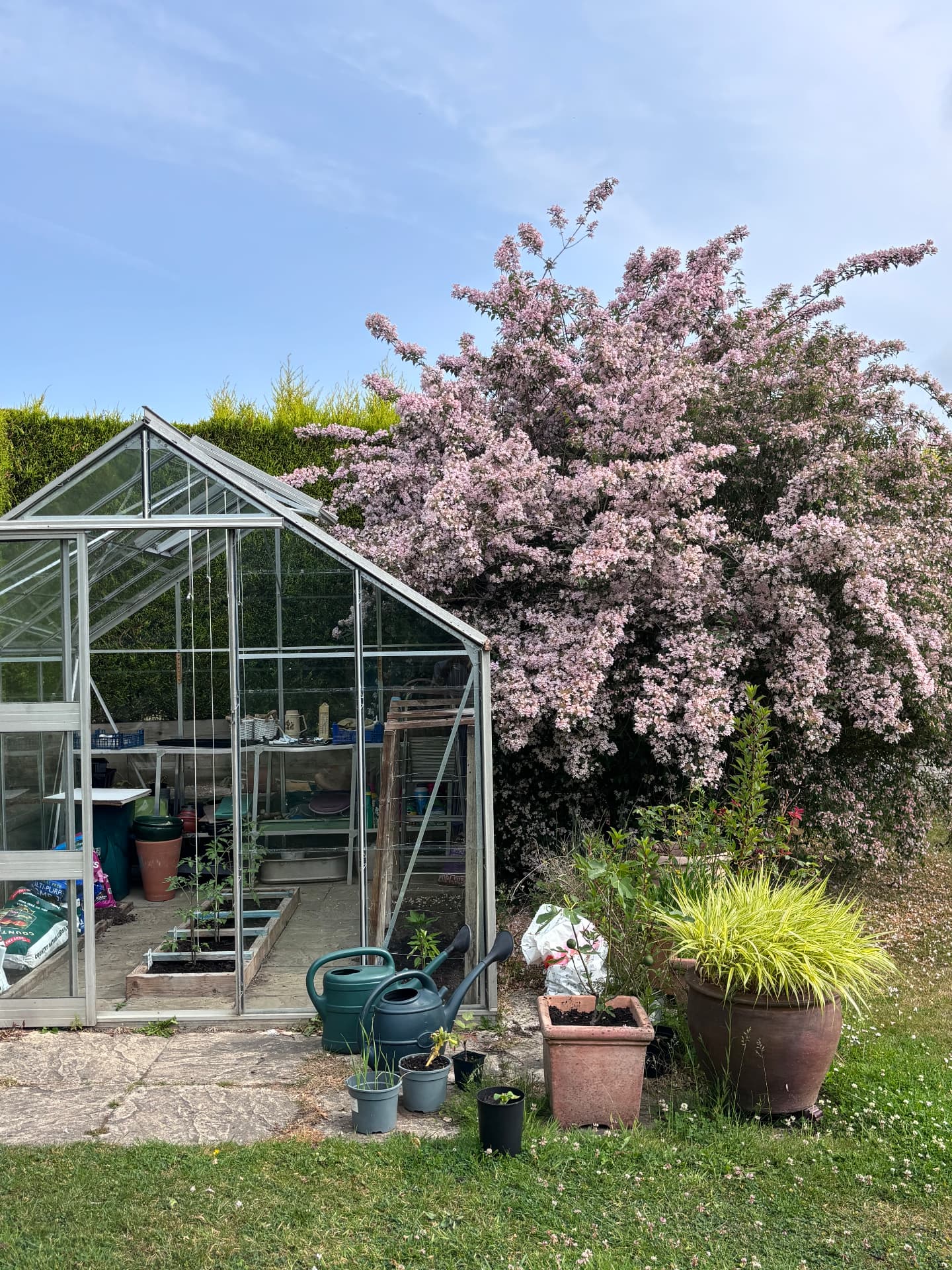 Greenhouse beside a Kolkwitzia in full pink flower with terracotta pots