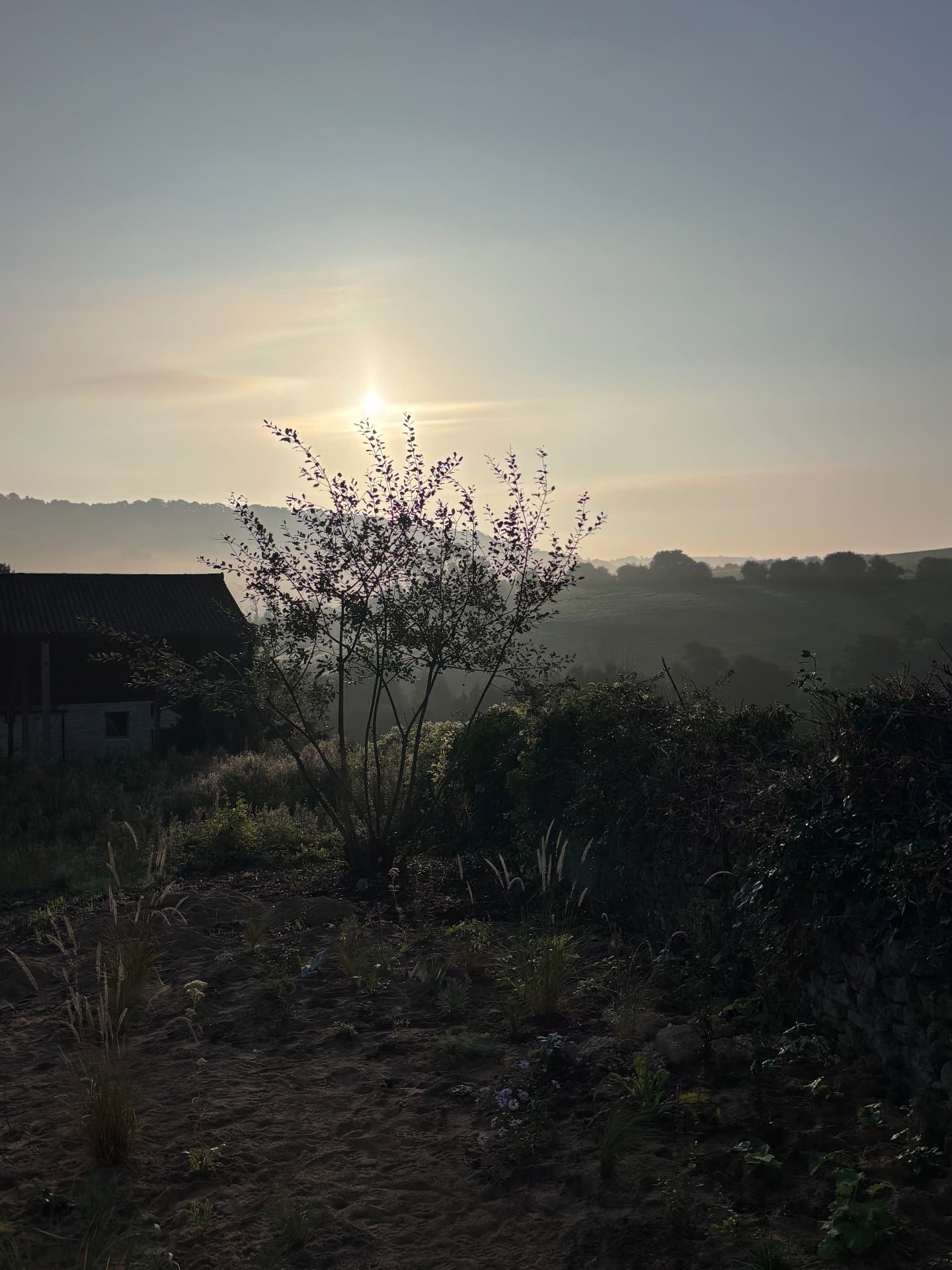 Early morning sun over the misty valley above the new planting at Studio Garden, Somerset