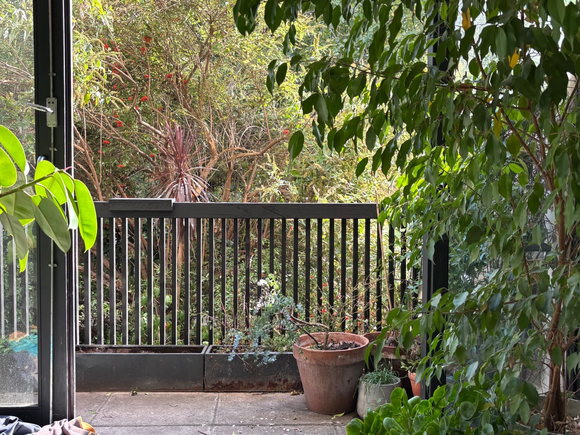 Blackened timber balustrade on a planted London terrace with potted ficus and cordyline