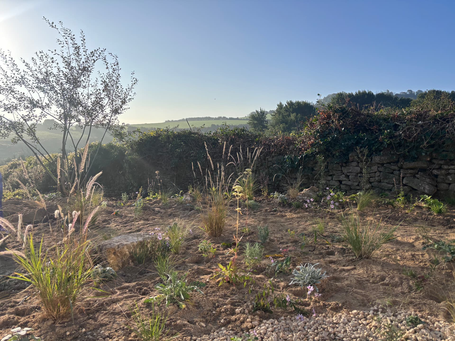 Small tree and new gravel planting against the drystone wall in low sun at Studio Garden, Somerset